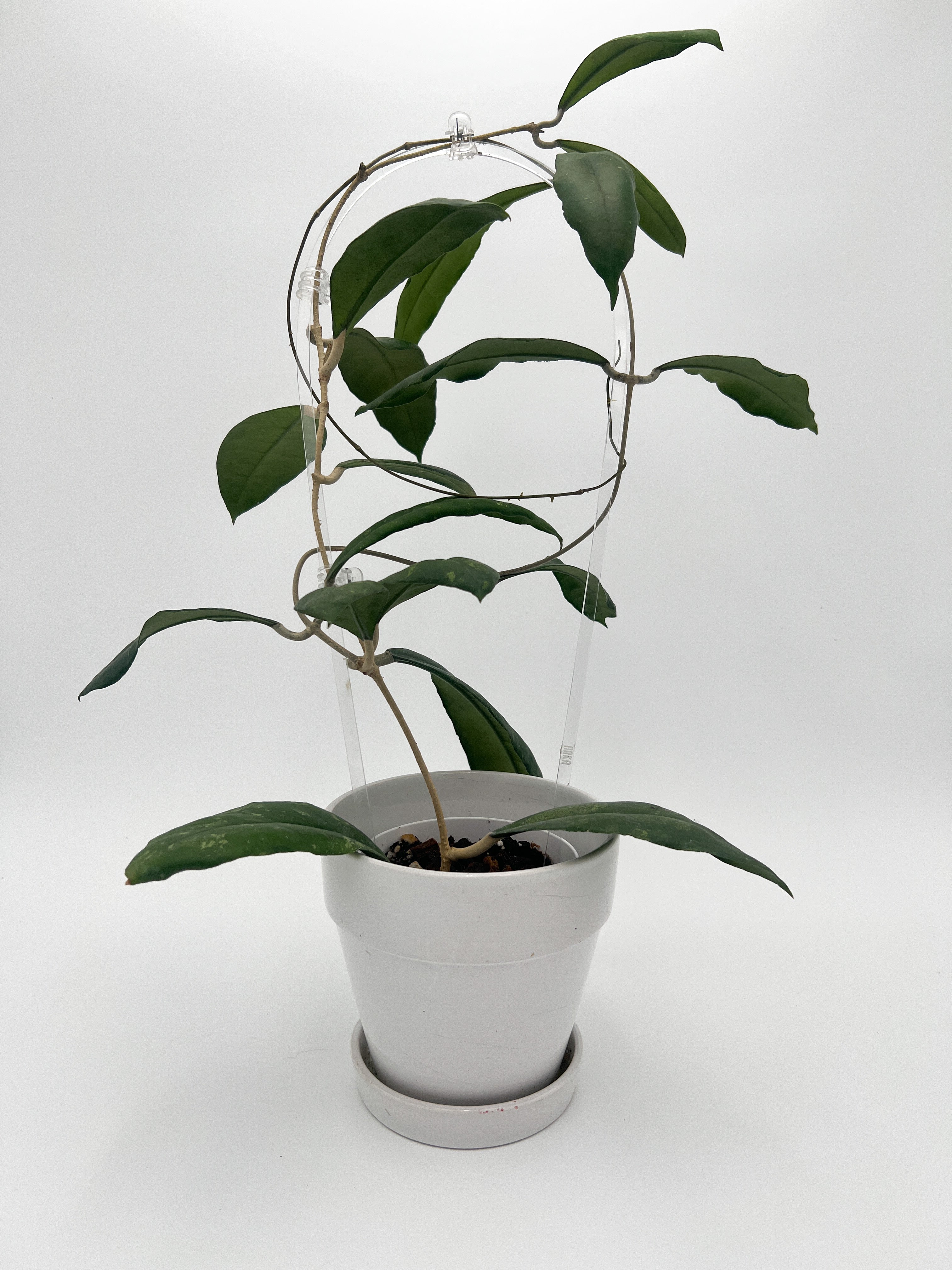 trellis for hoya plant Arka Medio Trellis | Transparent Acrylic Hoop