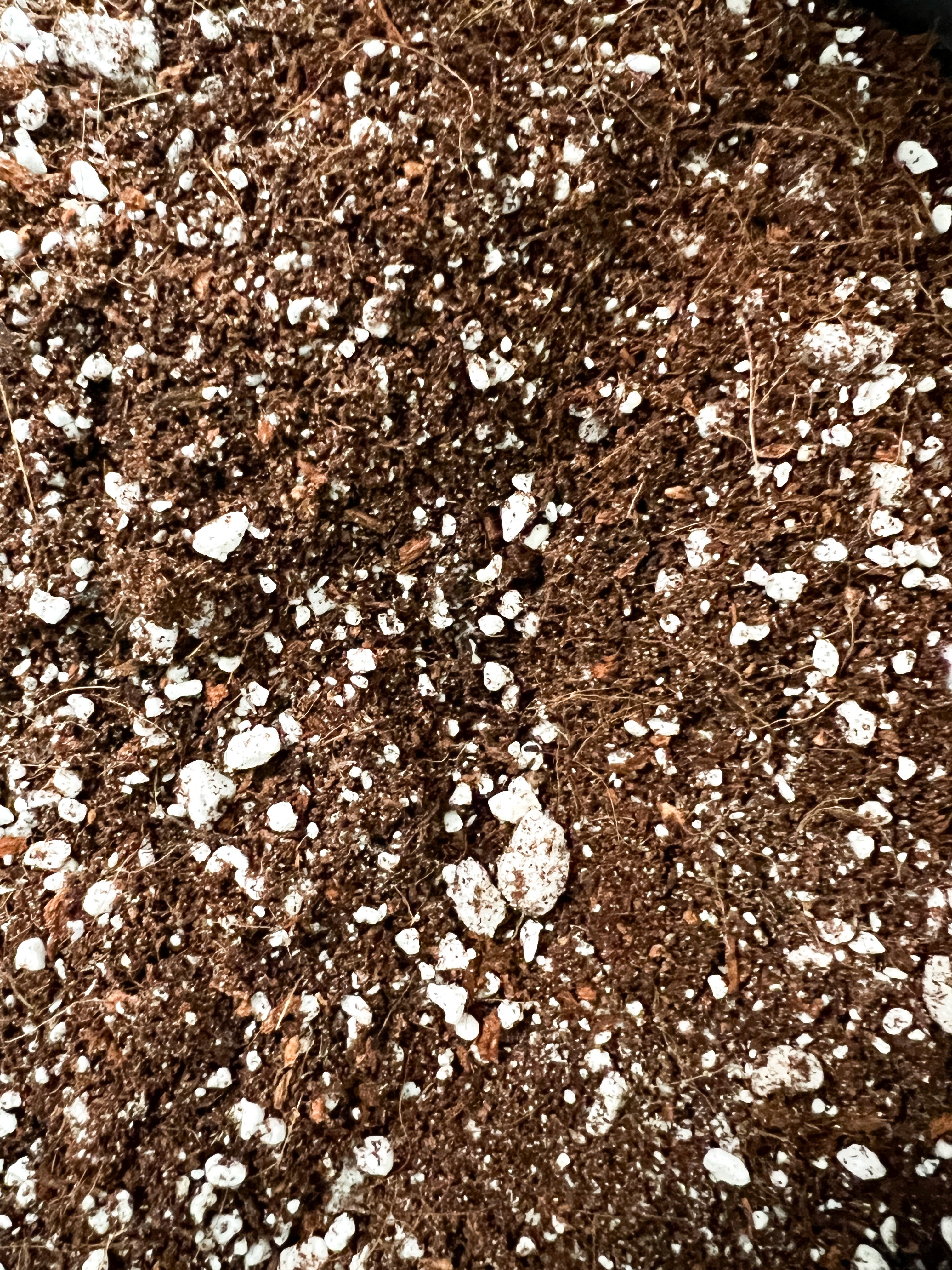 coya potting mix Coco Coir Rooting Mix | Coco Coir Propagation Mix
