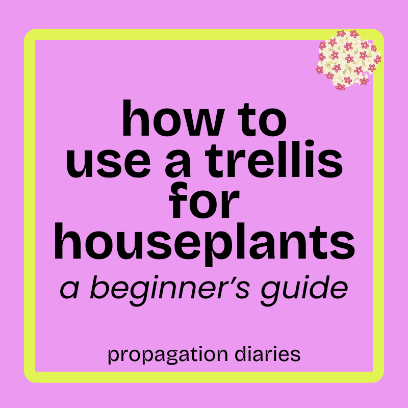 How to Use a Trellis for Houseplants: A Beginner's Guide