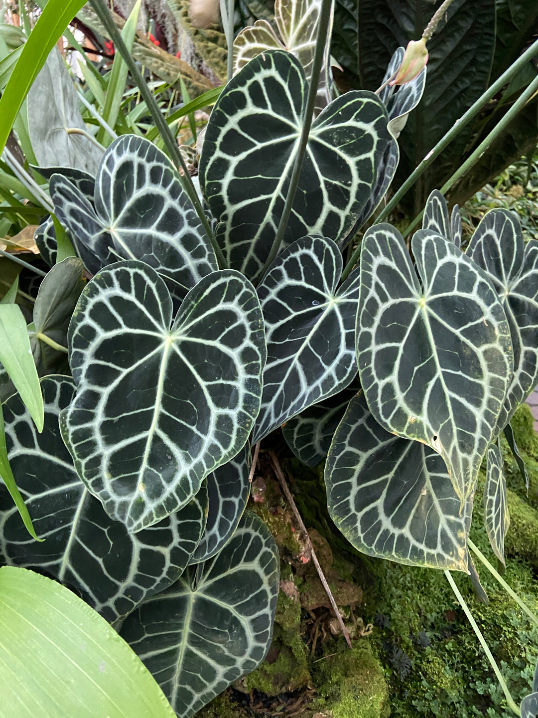 Plants