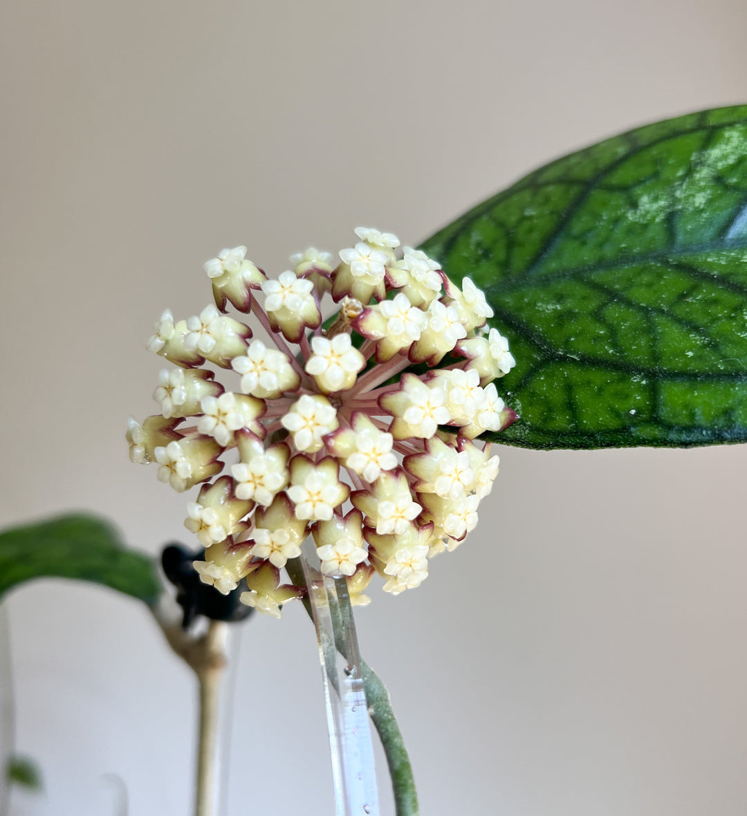 Plant Care Essentials