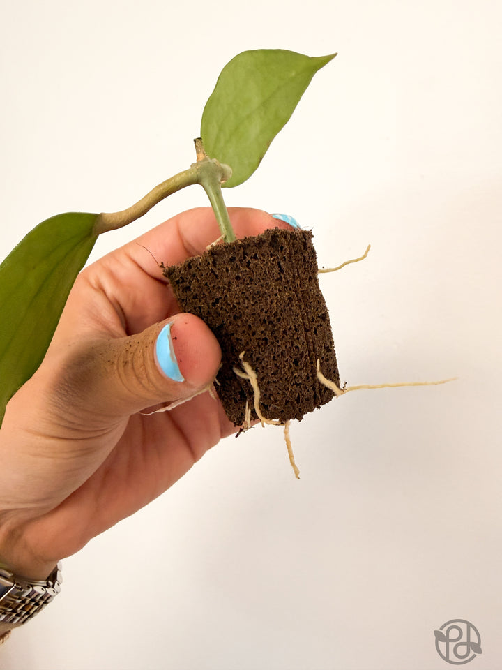 Propagation Plugs — Forbidden Brownies