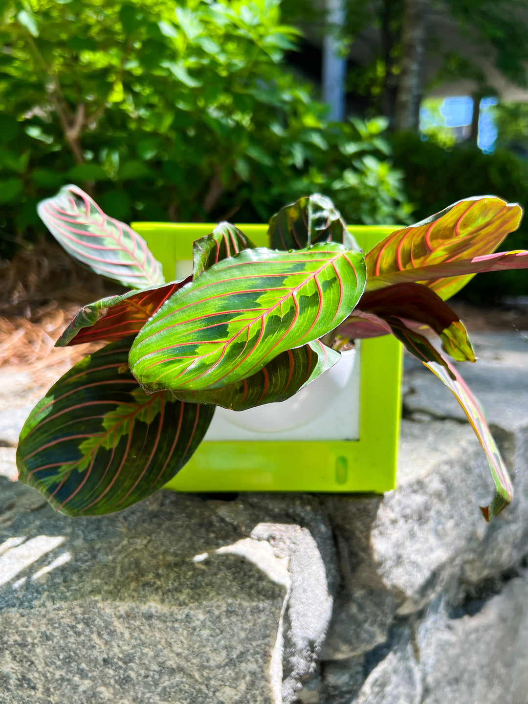 prayer plant self watering pot Square Self-Watering Pot (Wall Mountable) – Propagation Diaries