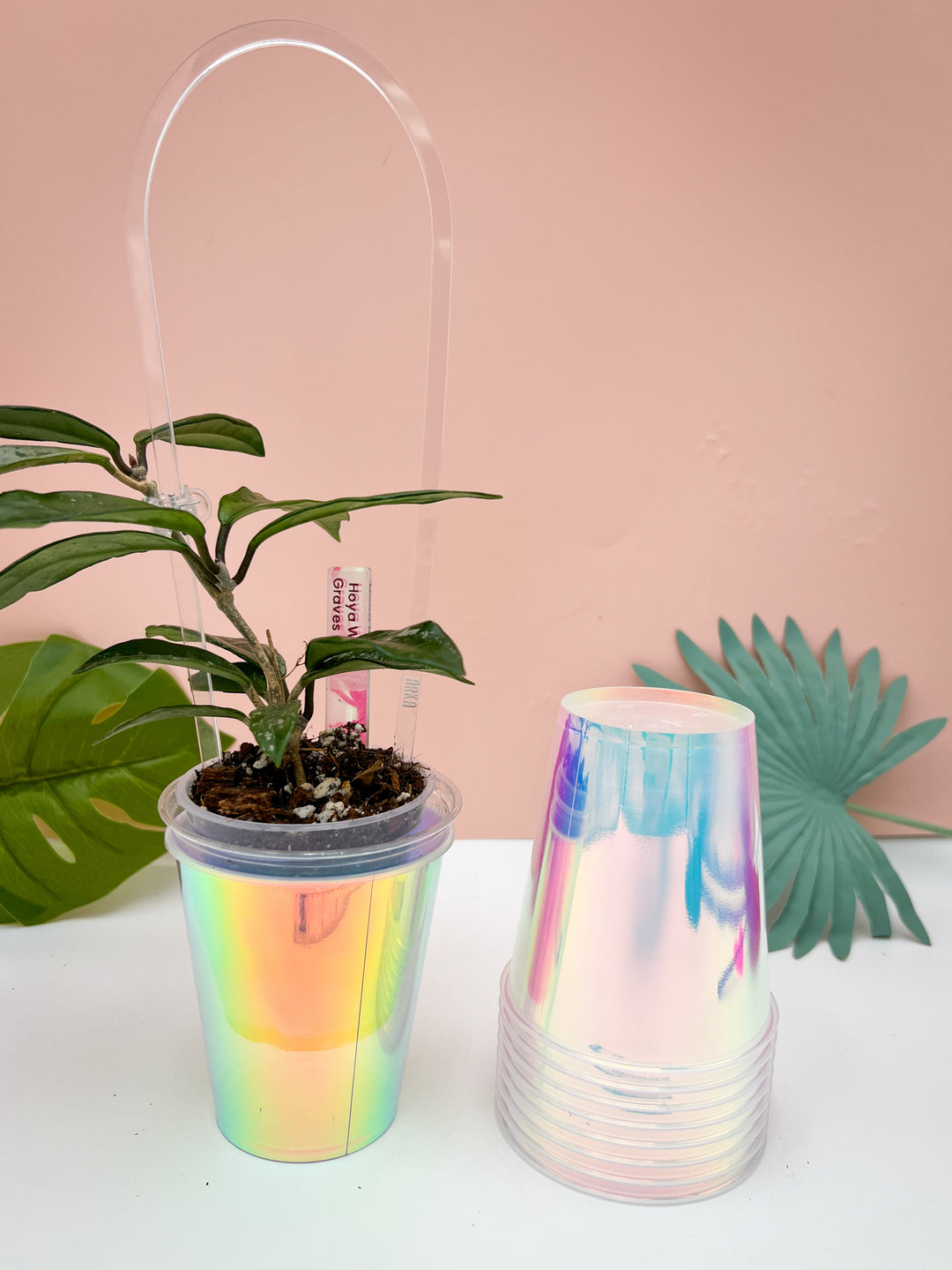 iridescent planter pot Iridescent Holo Cups 10 Pack + 10 White Self-watering Inserts