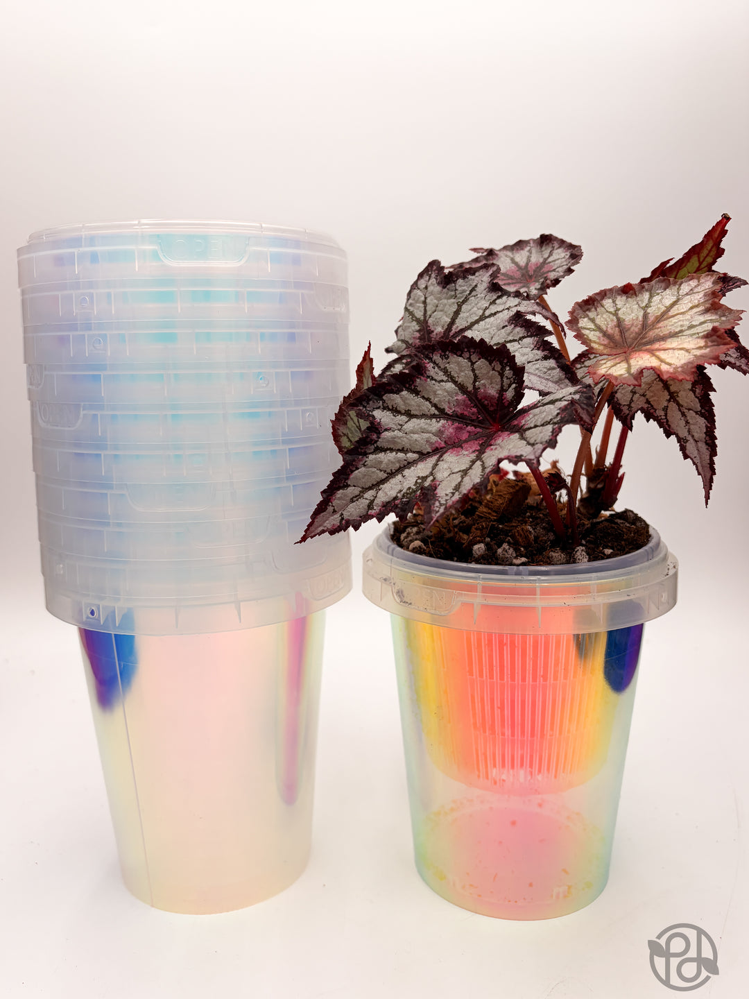 Large Iridescent Holo Cups