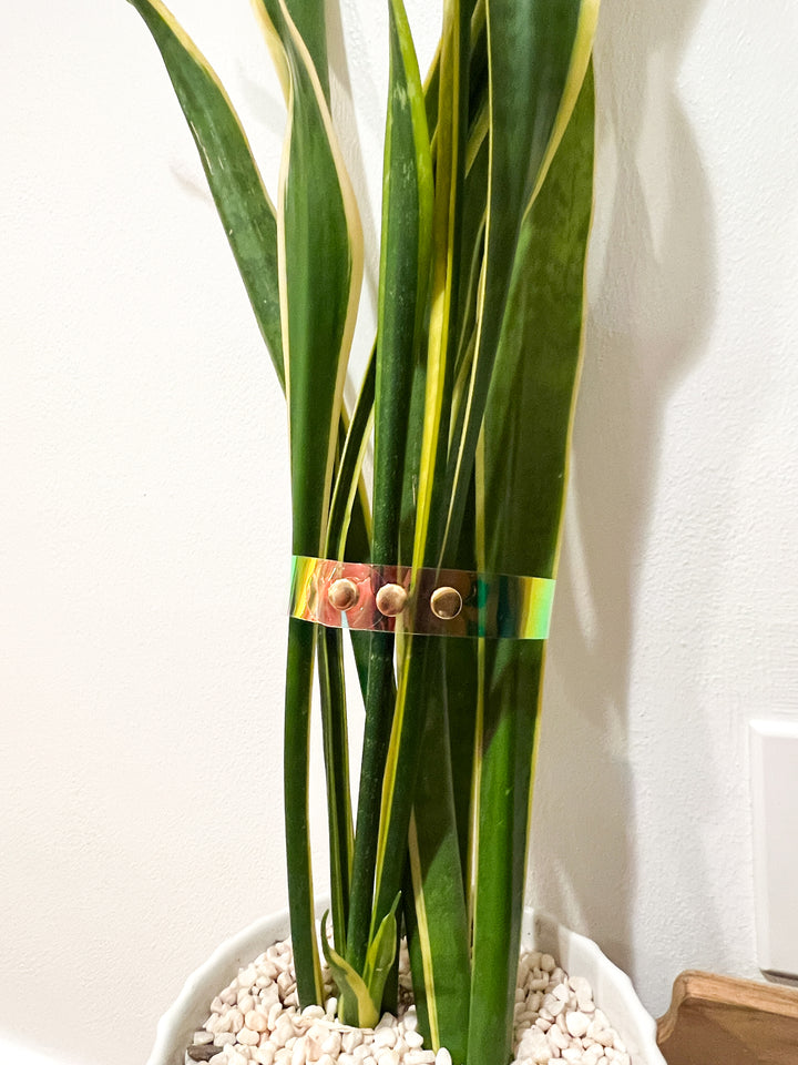 Iridescent Plant Straps