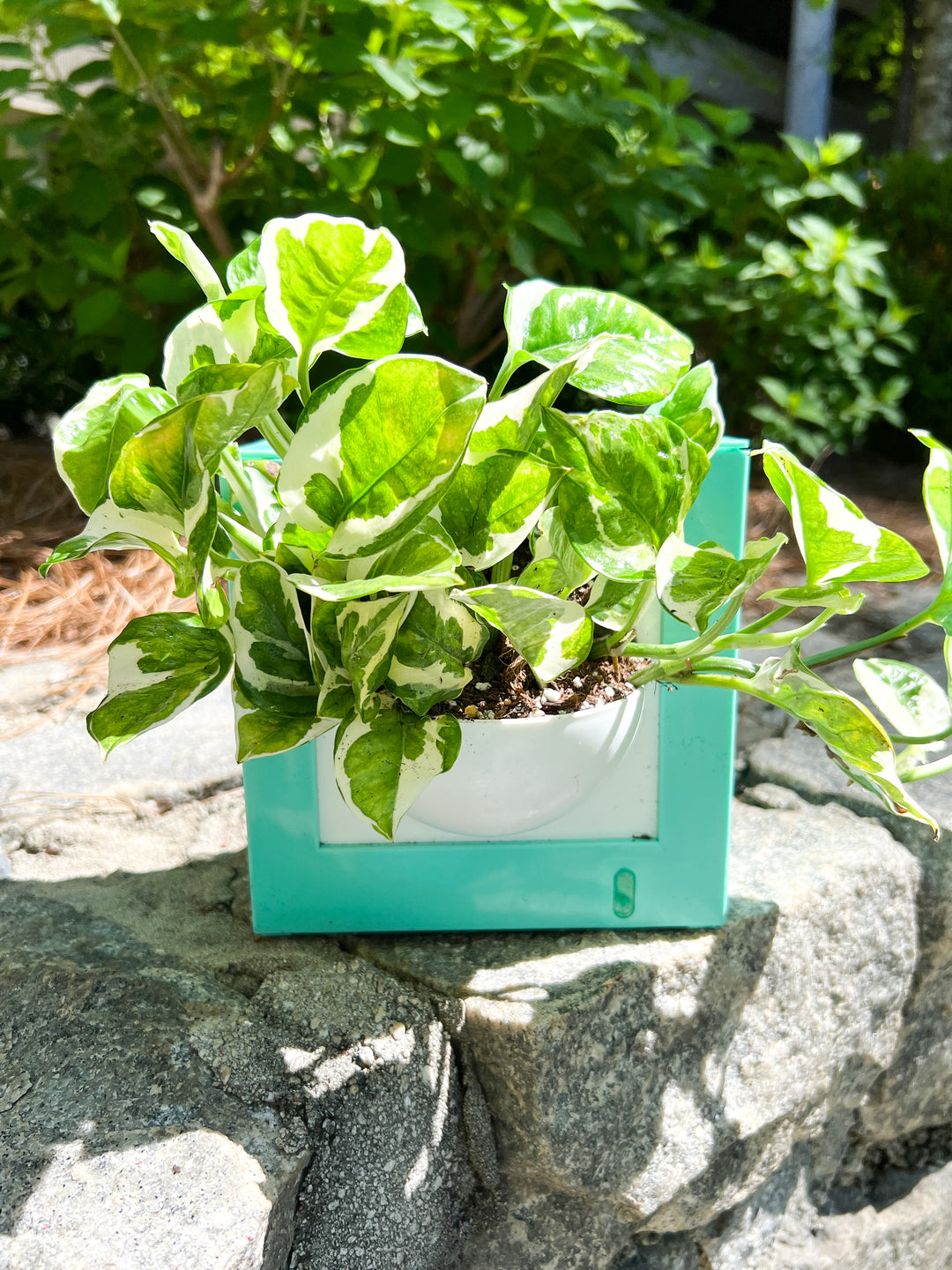 Square Self-Watering Pot (Wall Mountable)