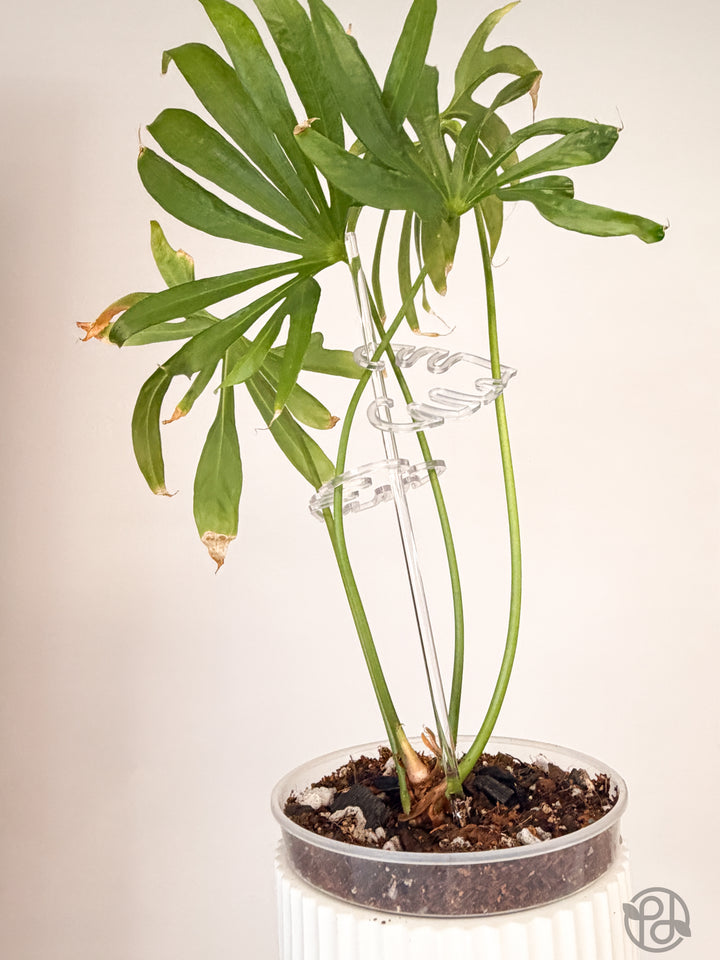 Flexible Stem Holders (Set of 2)