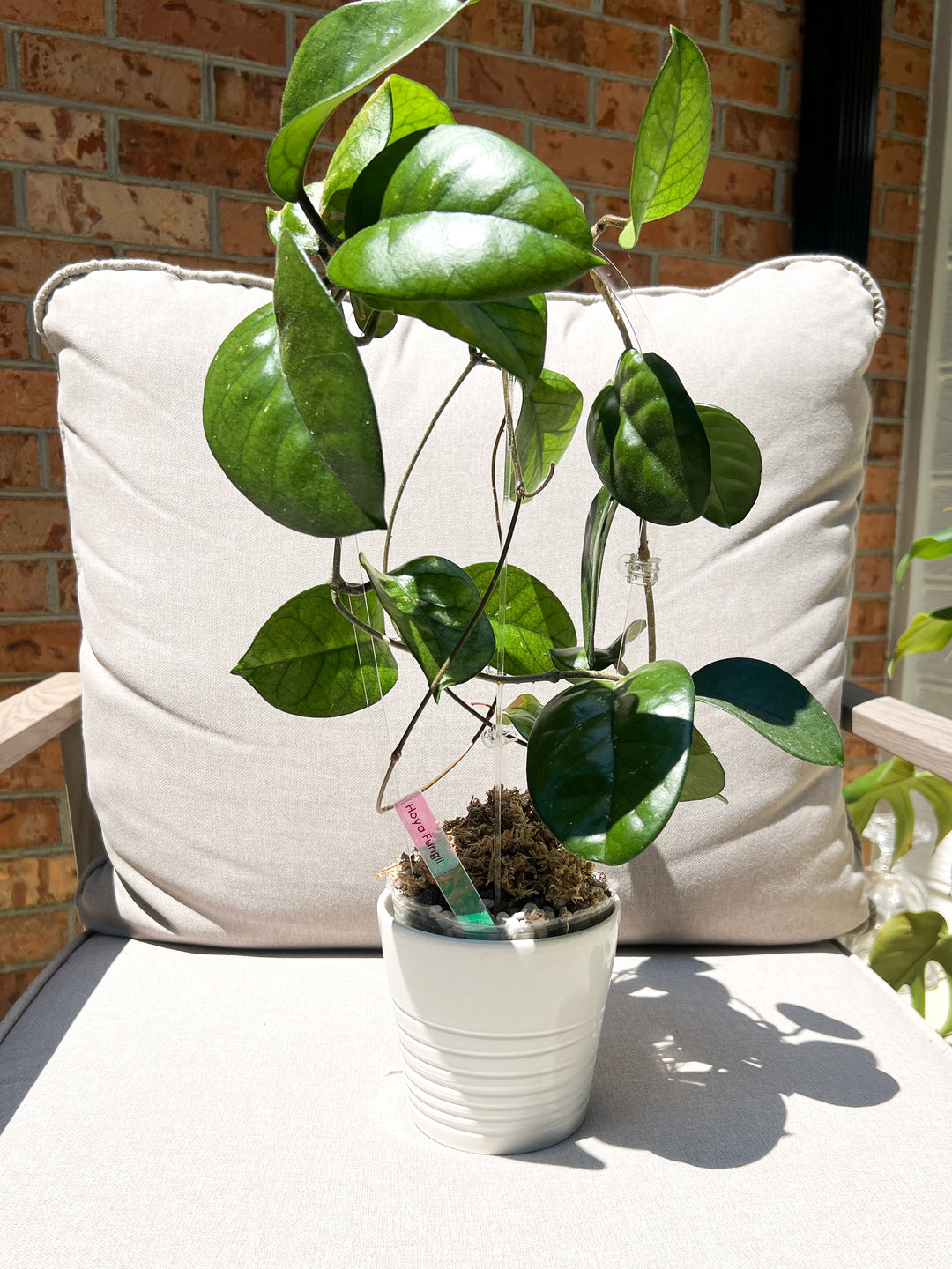 clear plant trellis Arka Medio Trellis | Transparent Acrylic Hoop