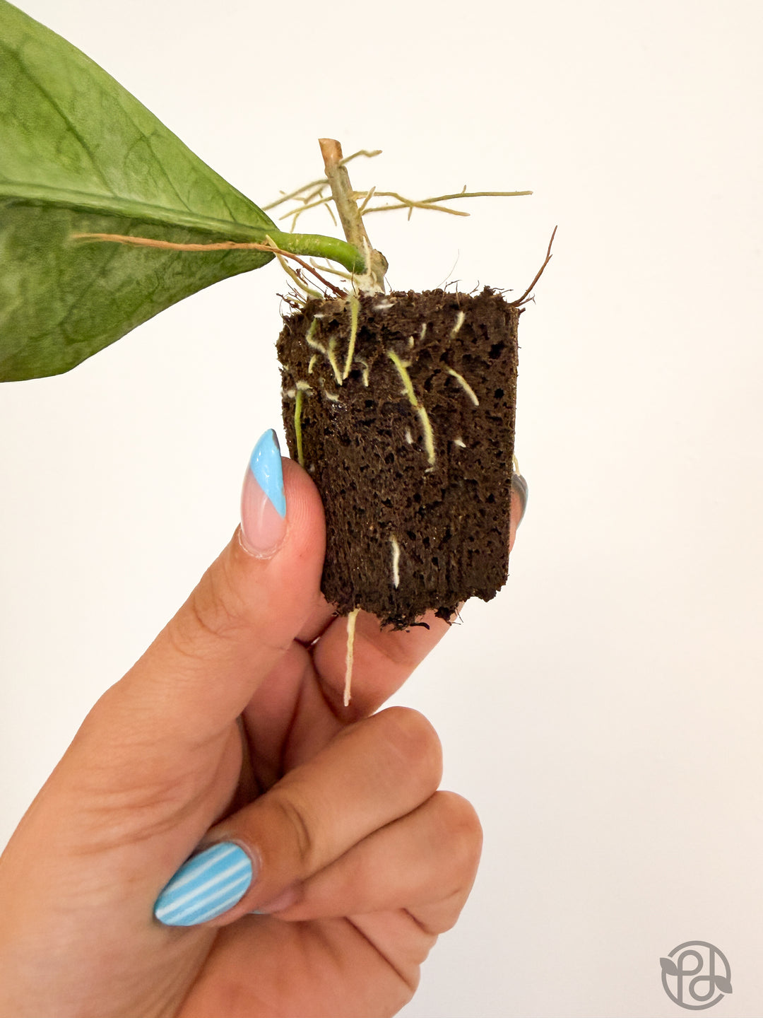 Propagation Plugs — Forbidden Brownies