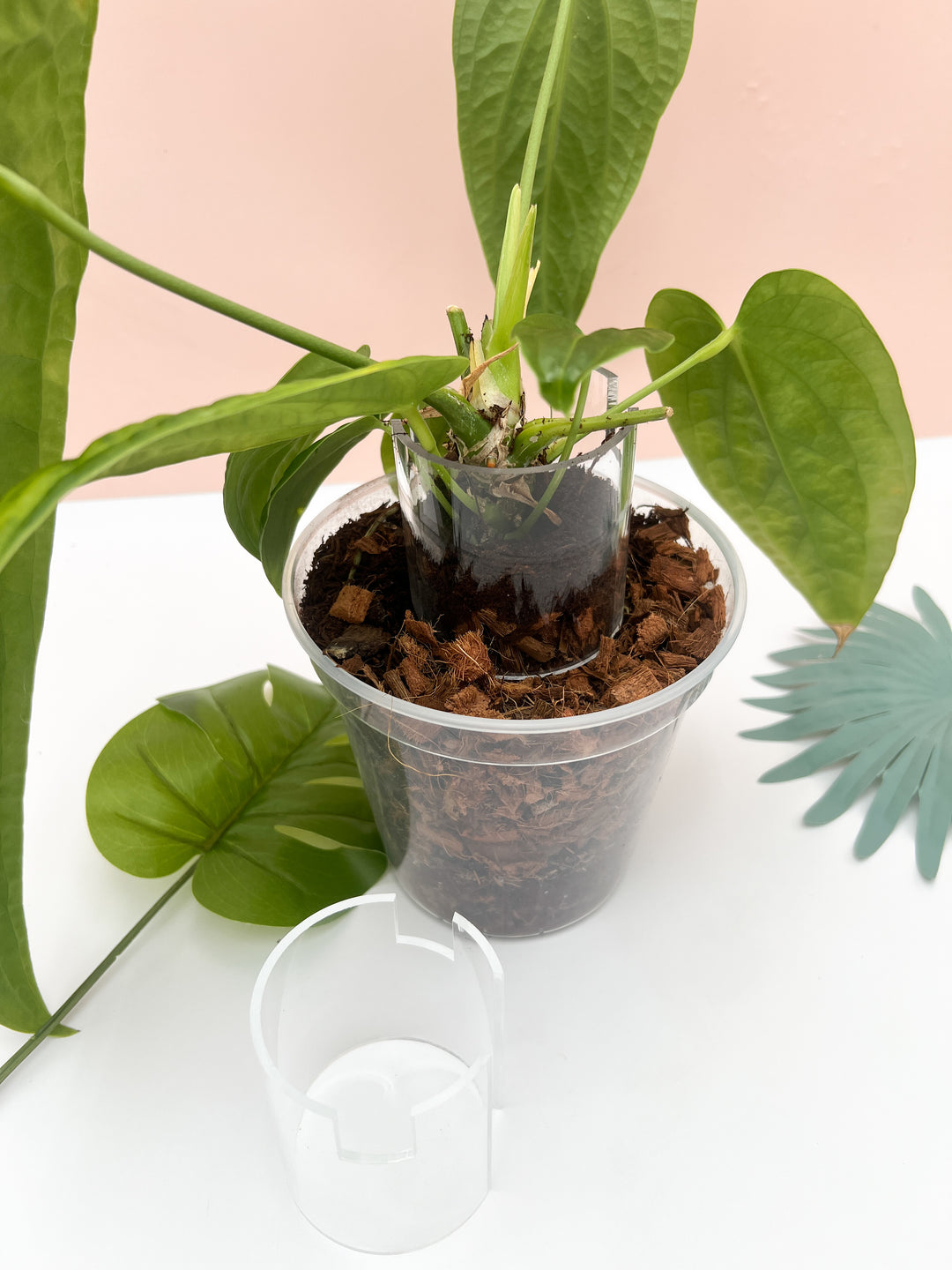 anthurium stem Stem Collar