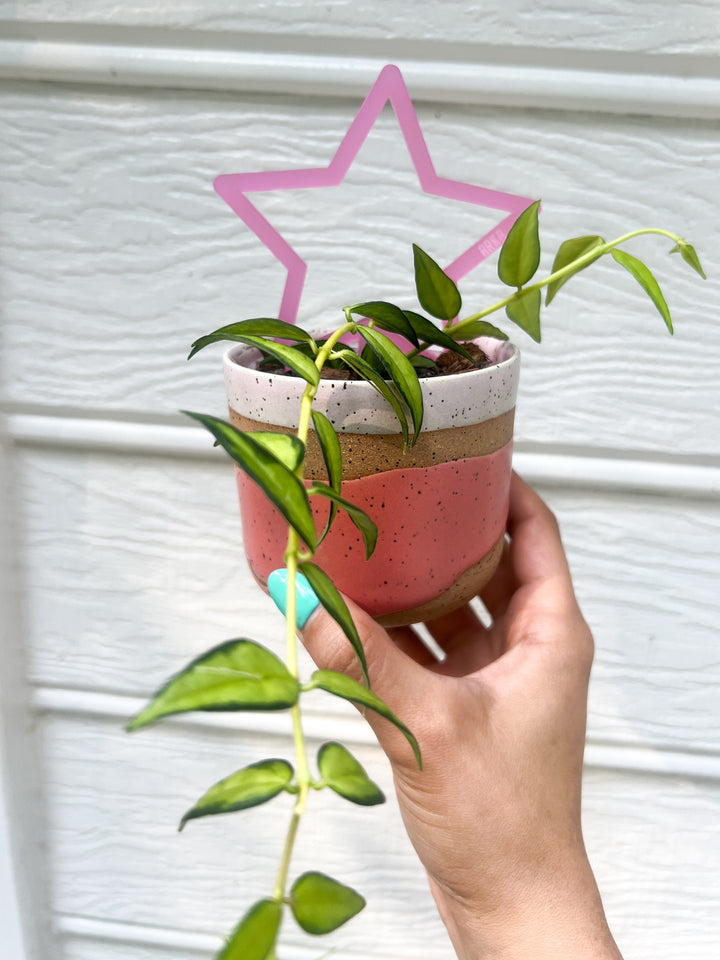 Arka™ Starlet Mini Plant Stake