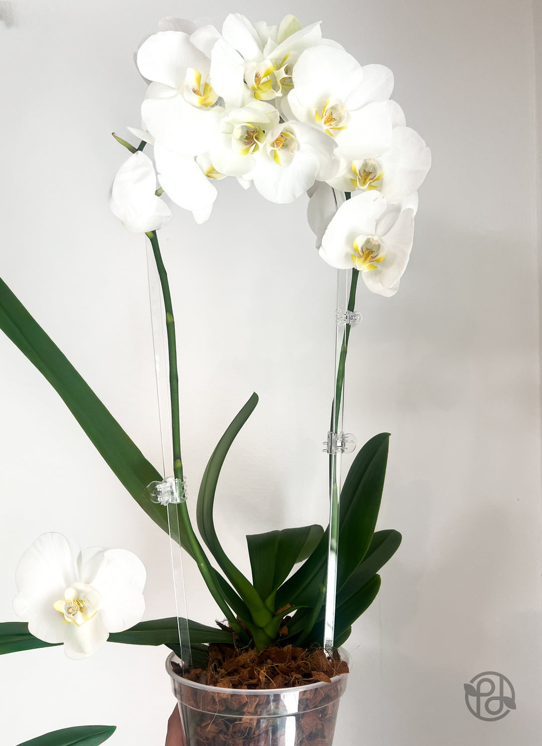 Arka™ Grande Trellis