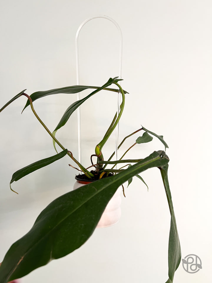18” Acrylic Hoop Trellis