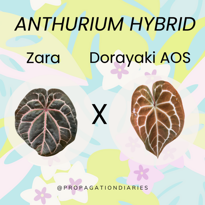 Anthurium Zara x Dorayaki AOS Seedling (Grower's Choice)