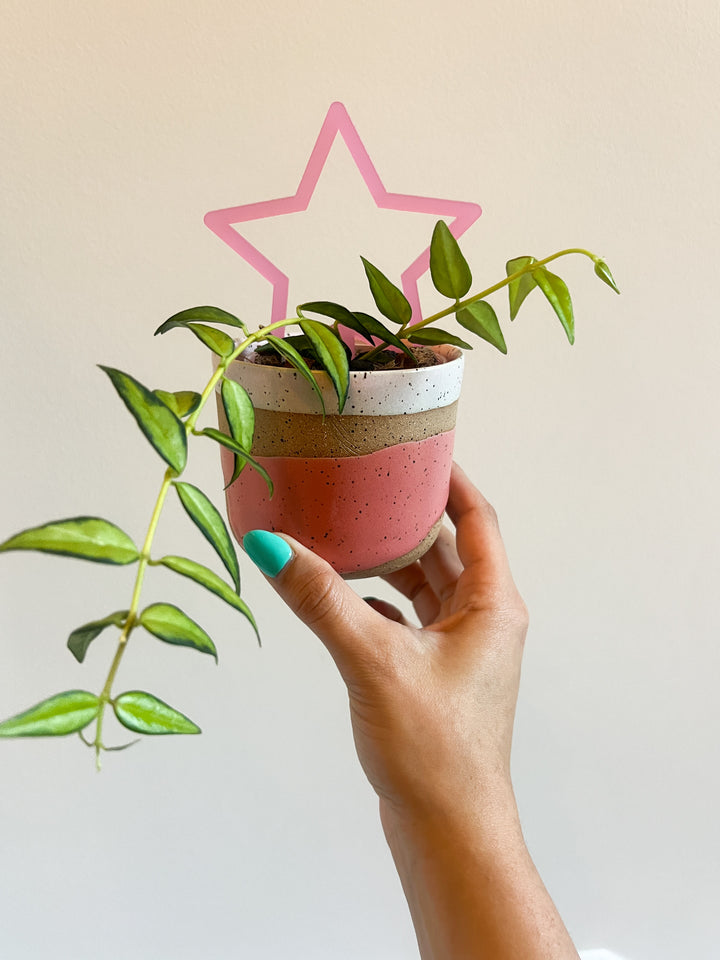 Arka™ Starlet Mini Plant Stake