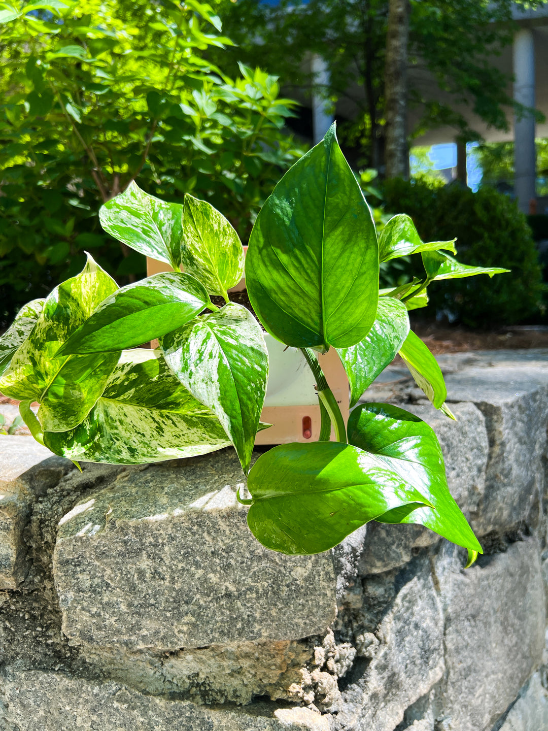 living wall planter self watering Square Self-Watering Pot (Wall Mountable) – Propagation Diaries