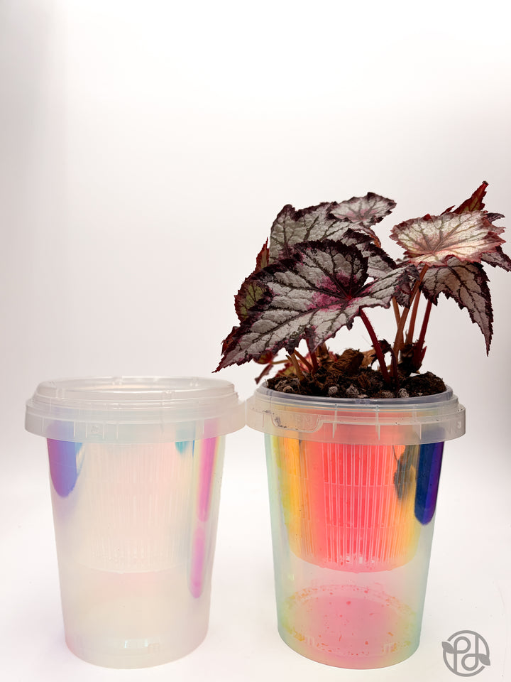 Large Iridescent Holo Cups