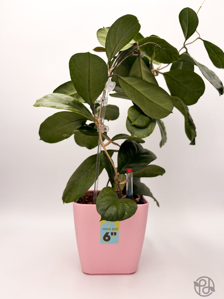 6" Self Watering Moo Pot