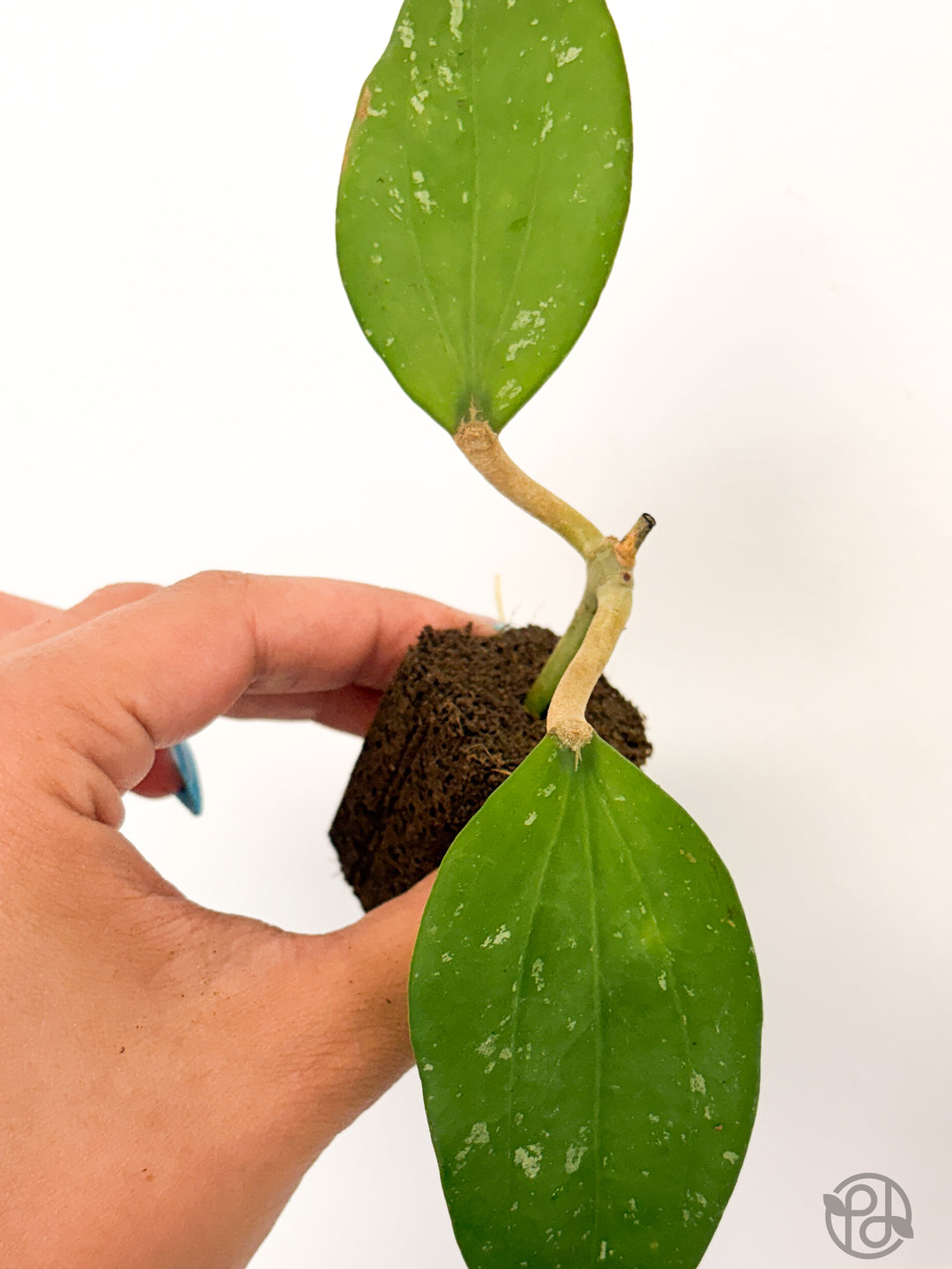 Propagation Plugs — Forbidden Brownies