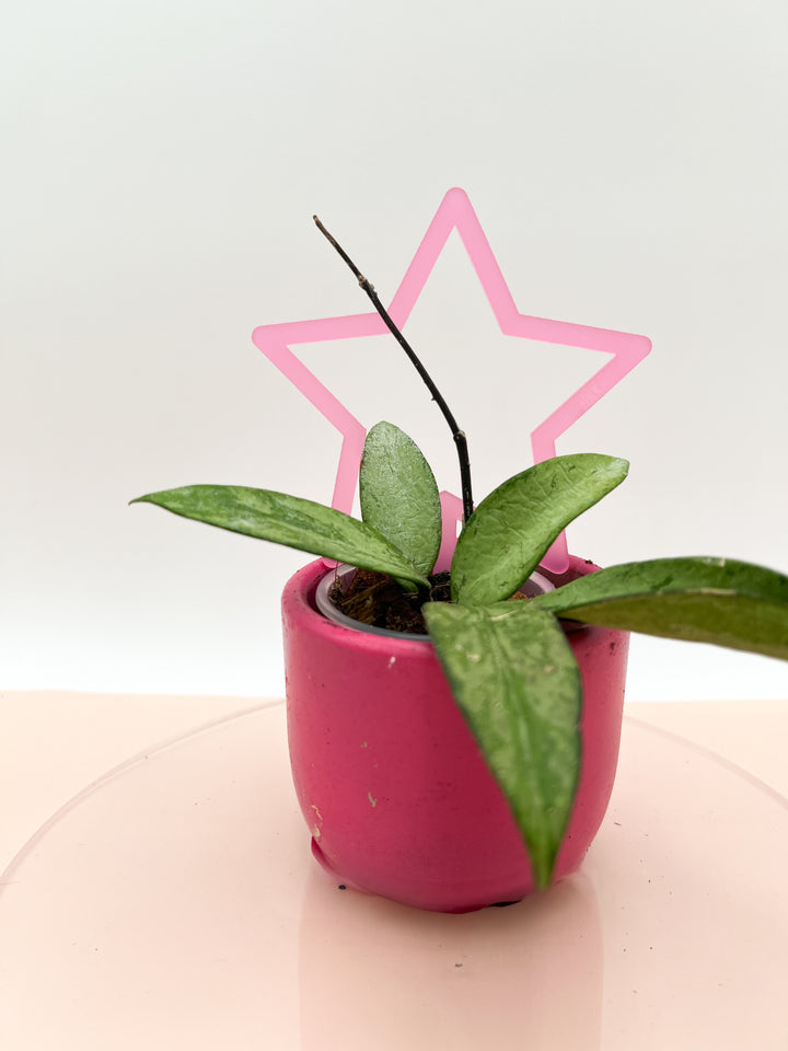 Arka™ Starlet Mini Plant Stake