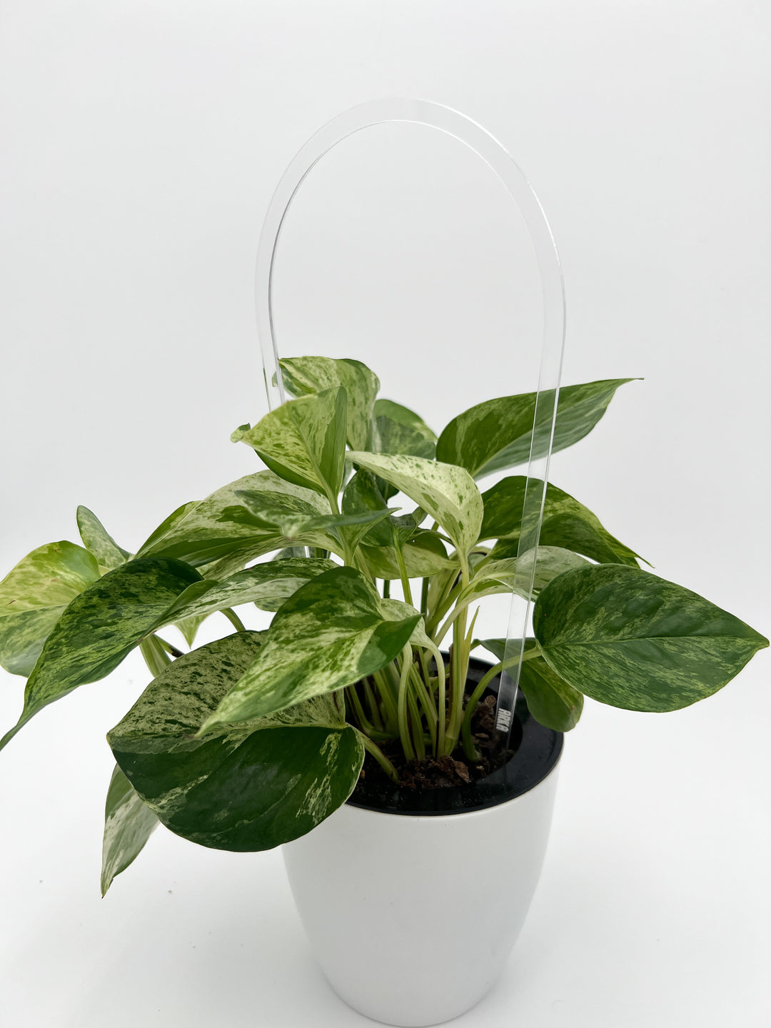 trellis for pothos Arka Original Trellis | Original Trellis