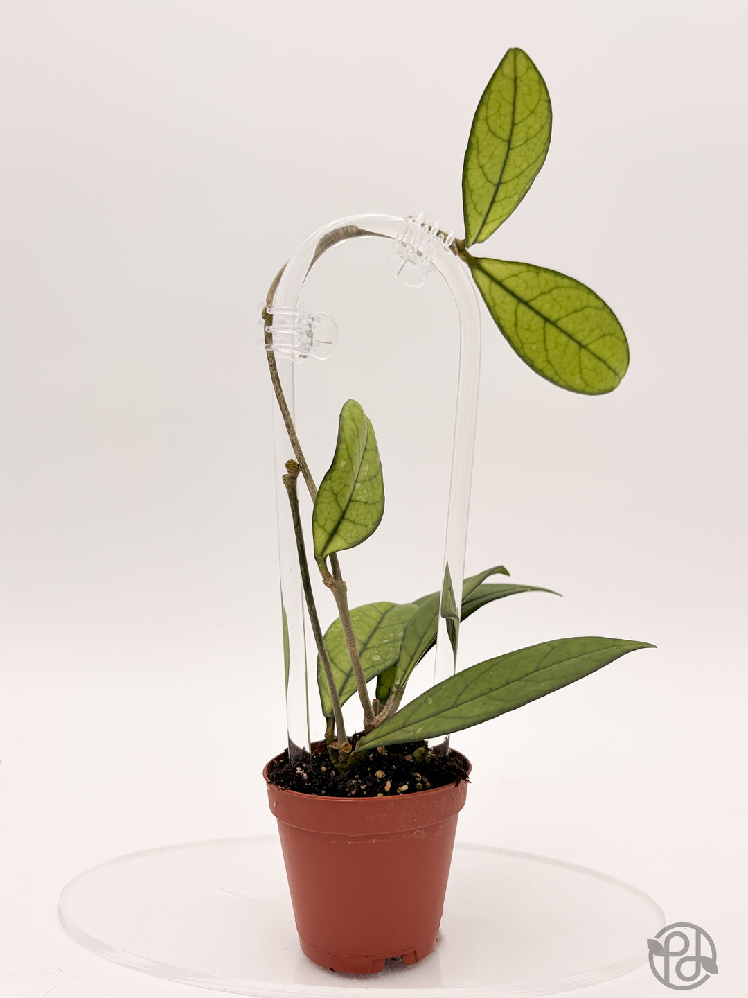 8” Acrylic Hoop Trellis