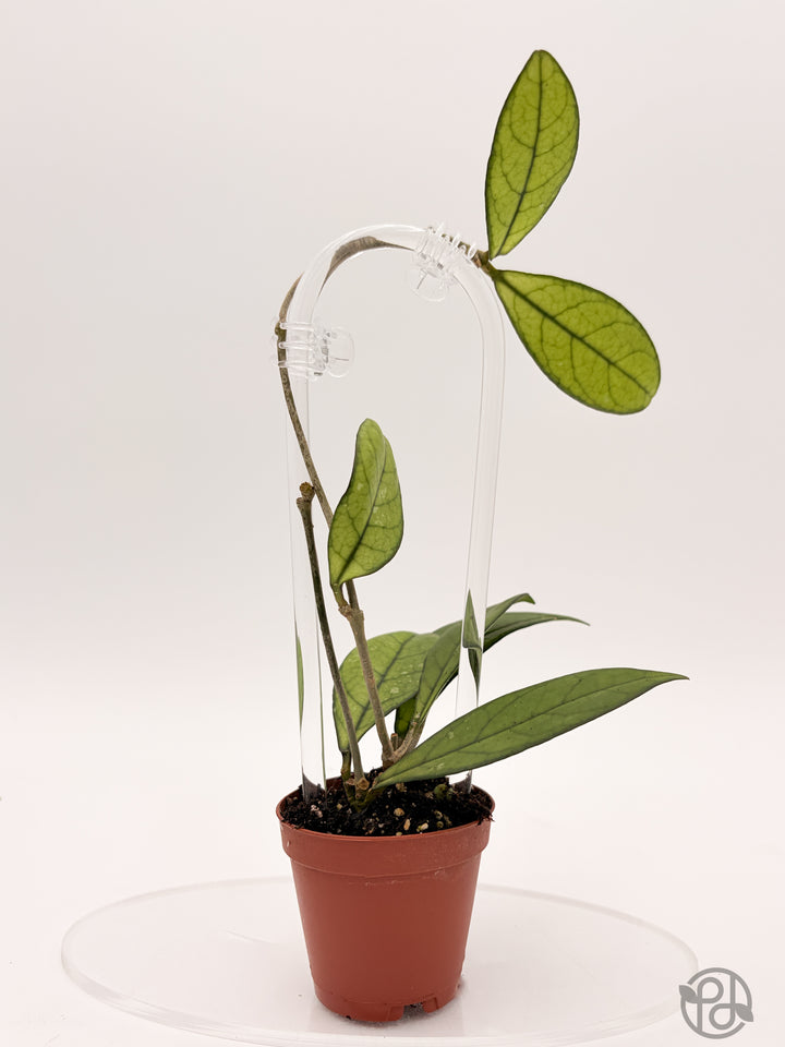 8” Acrylic Hoop Trellis