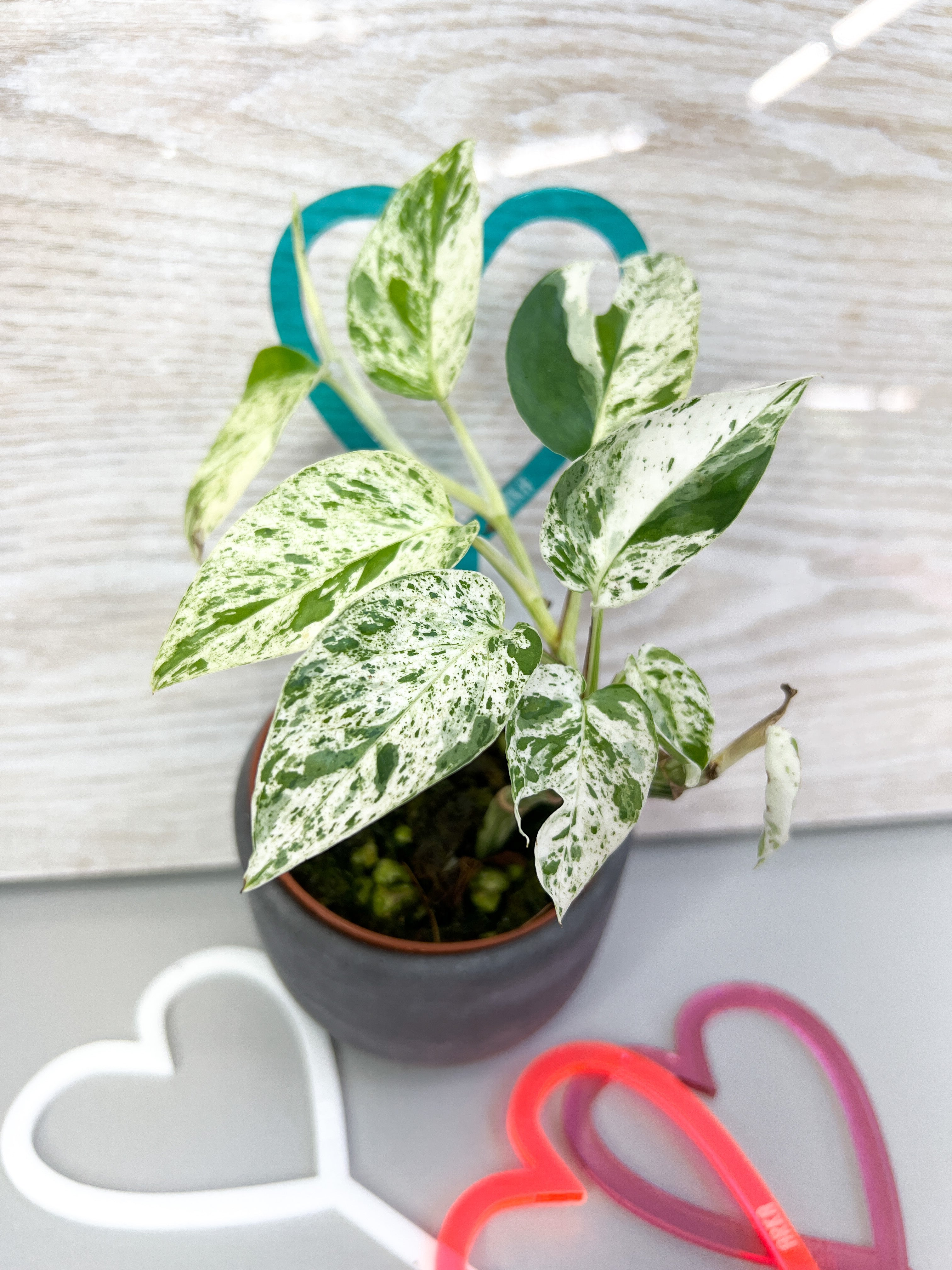 Arka Love Plant Stake | Love Plant Stake | Propagation Diaries