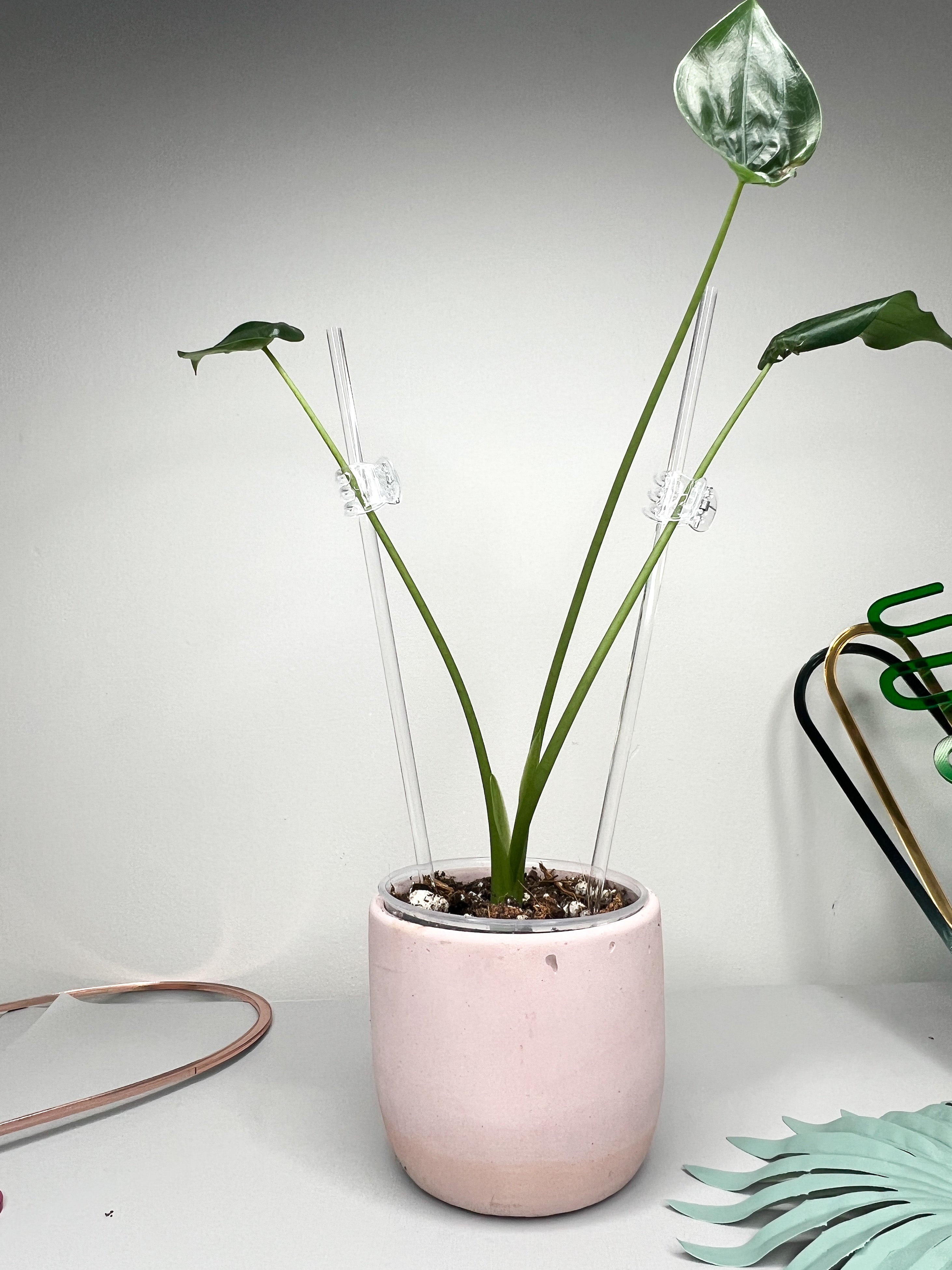 Arka Acrylic Plant Stick| Plant Support | Acrylic Rod