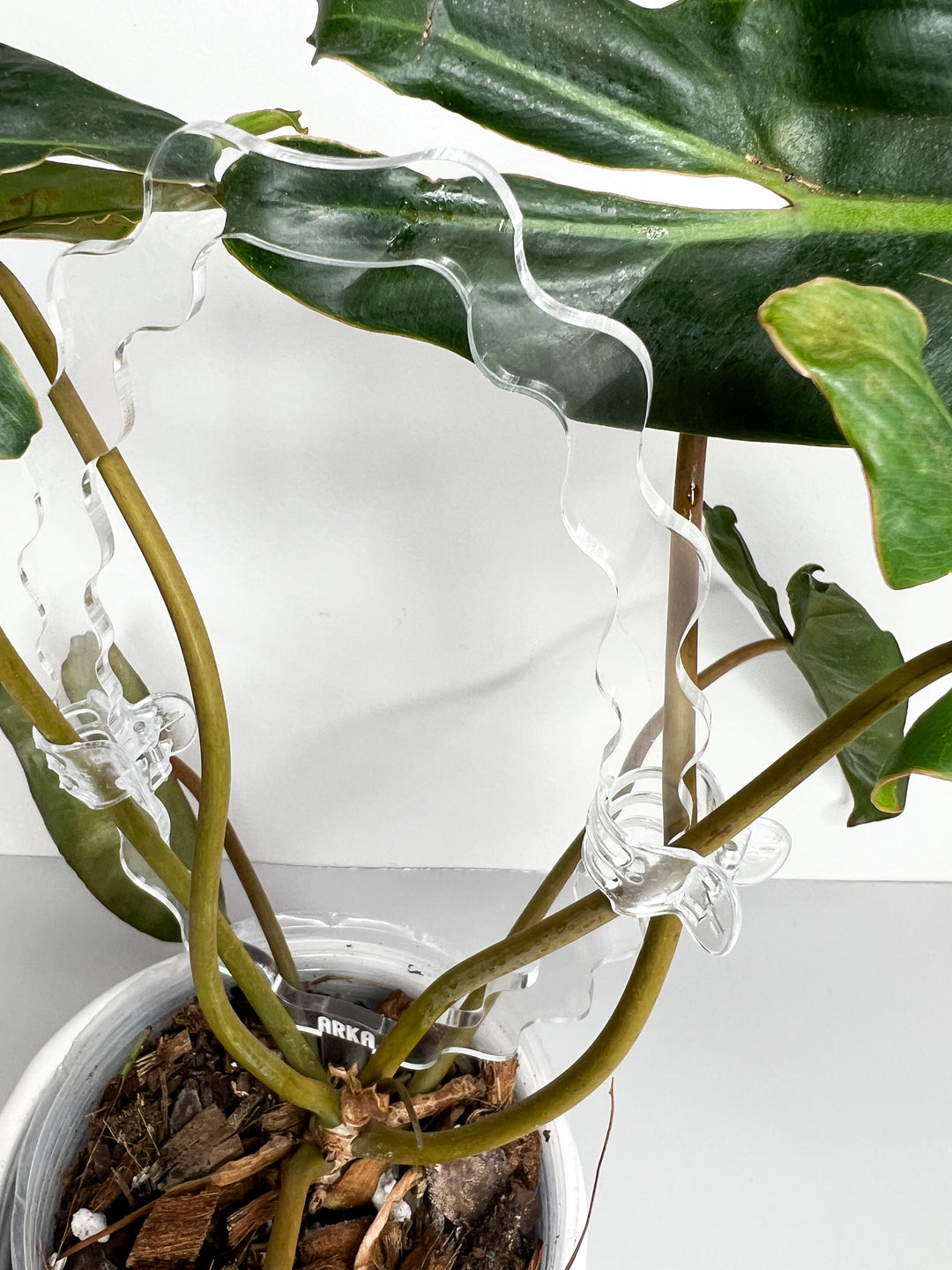 trellis for philodendron Arka™ Cloud Trellis – Propagation Diaries