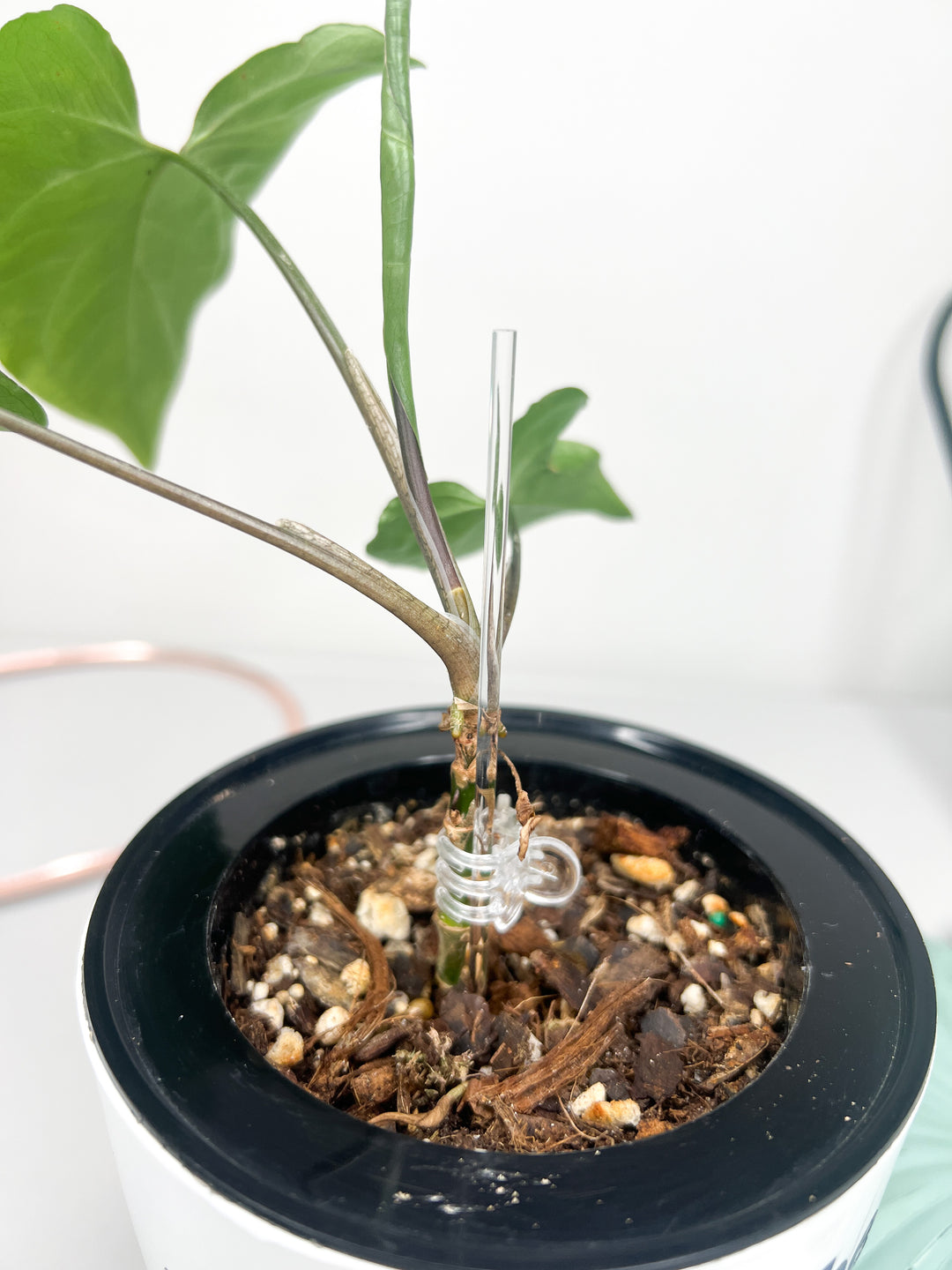 indoor plant support sticks Arka Acrylic Plant Stick| Plant Support | Acrylic Rod