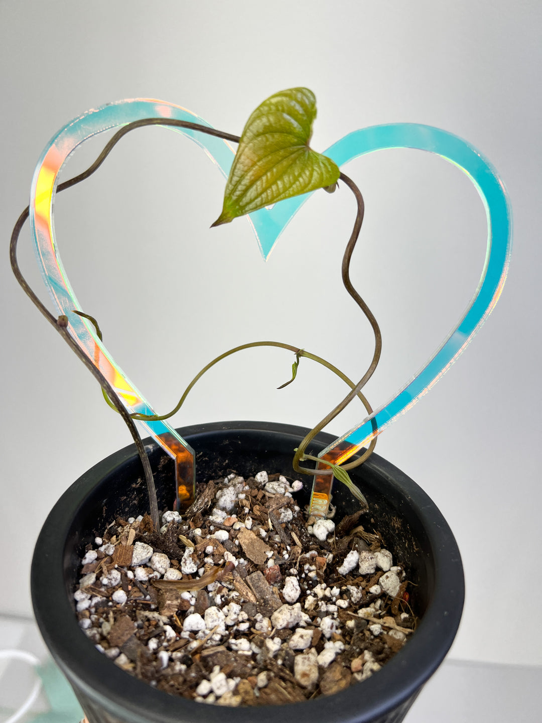 heart trellis for plants Arka Sweetheart Plant Trellis | Sweetheart Plant Trellis