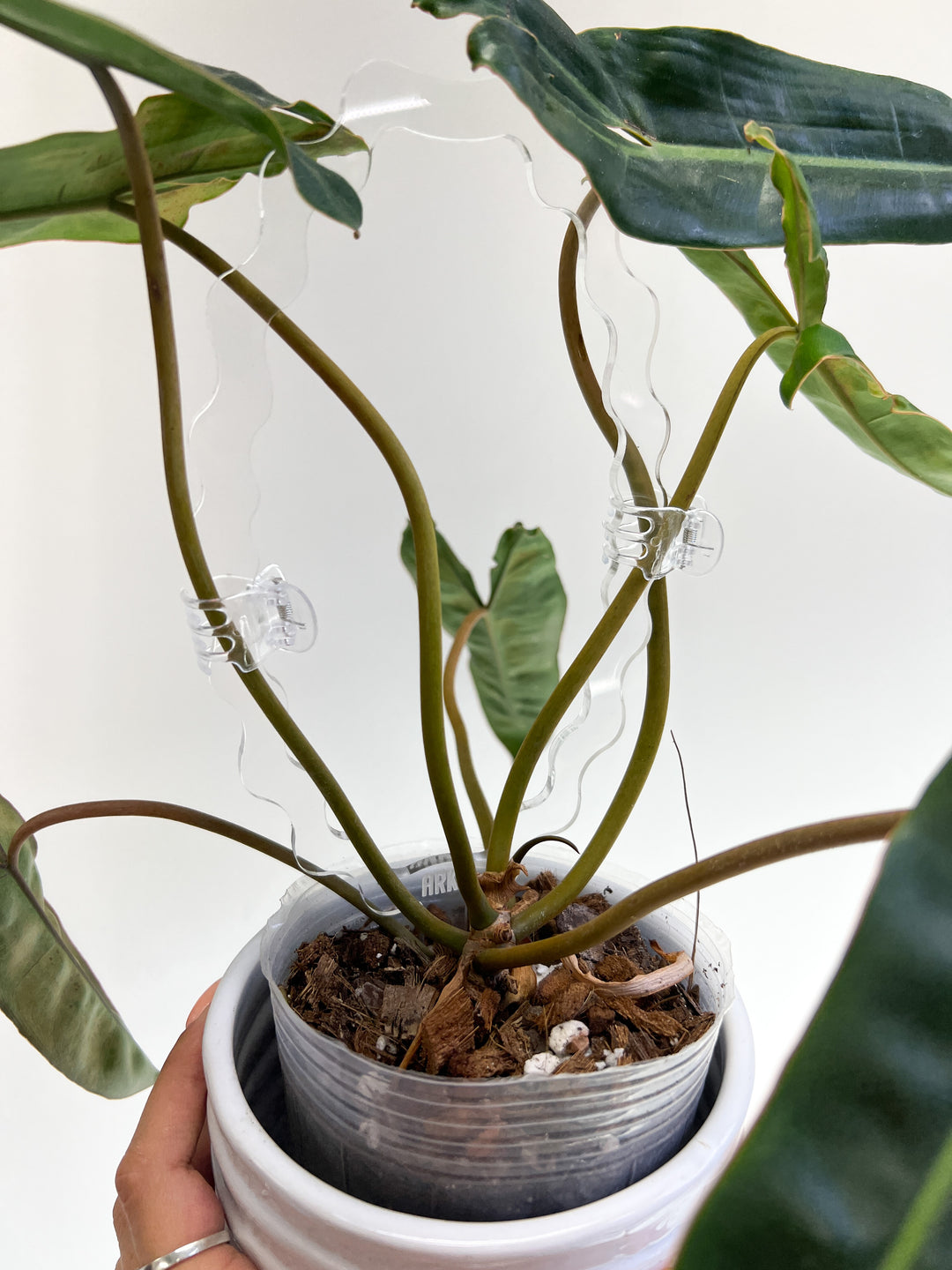 trellis for philodendron Arka™ Cloud Trellis – Propagation Diaries