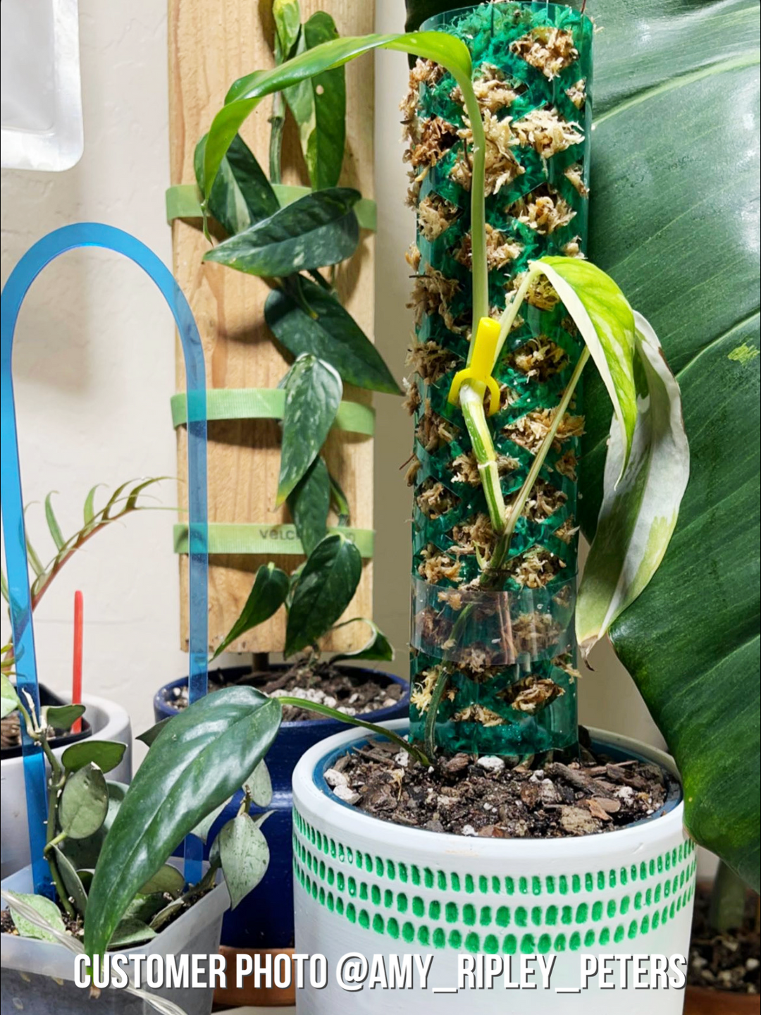 indoor plant support pole Plant Support Pole | Climb Plant Support