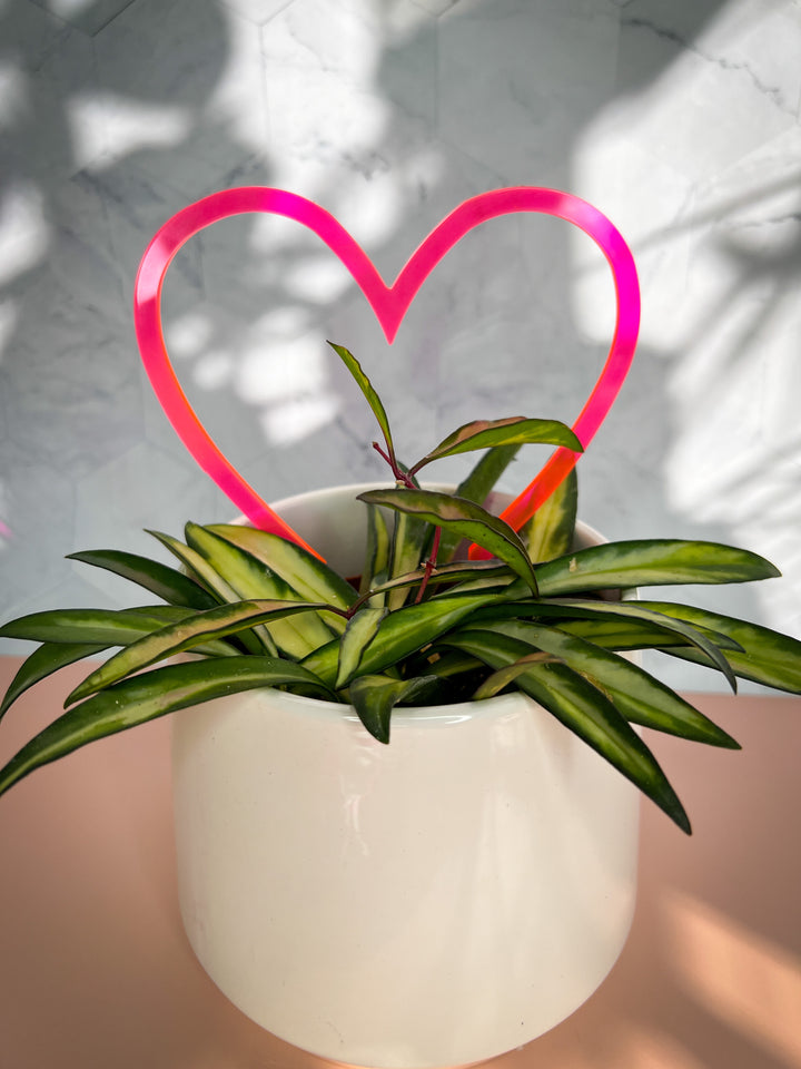 Arka™ Sweetheart Plant Trellis