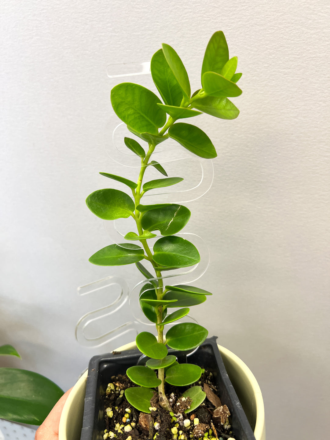 stake jade plant Arka Sway Plant Stake Glow in the Dark