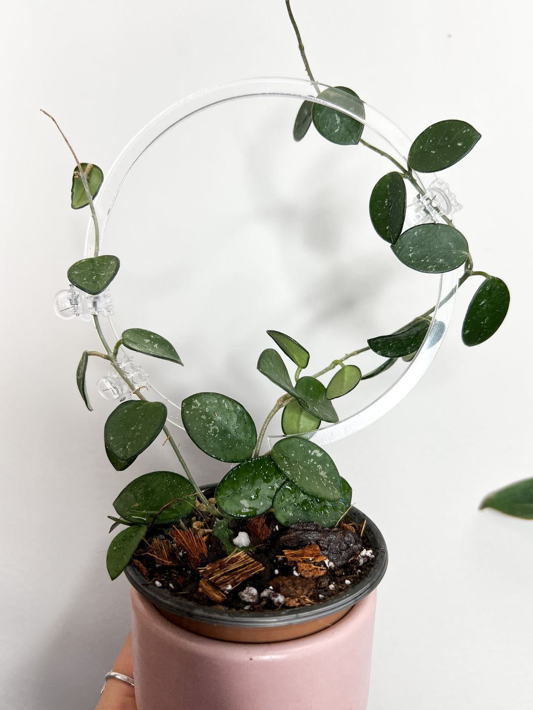 Arka™ Halo Plant Trellis