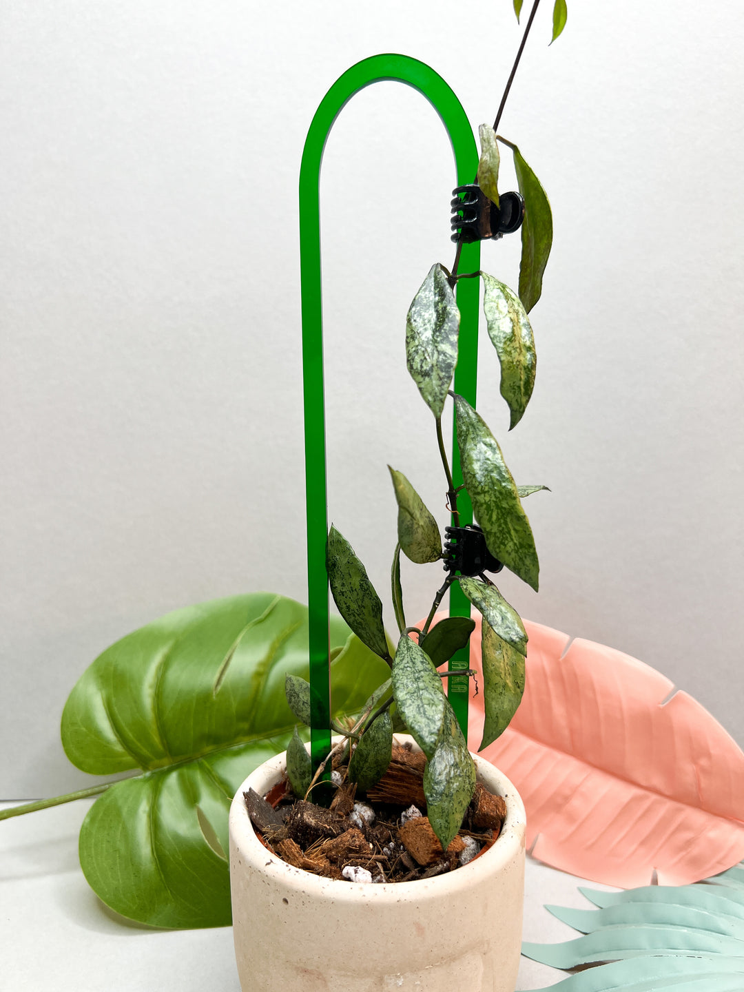 pothos plant trellis Arka Petite Trellis | Arka Trellis