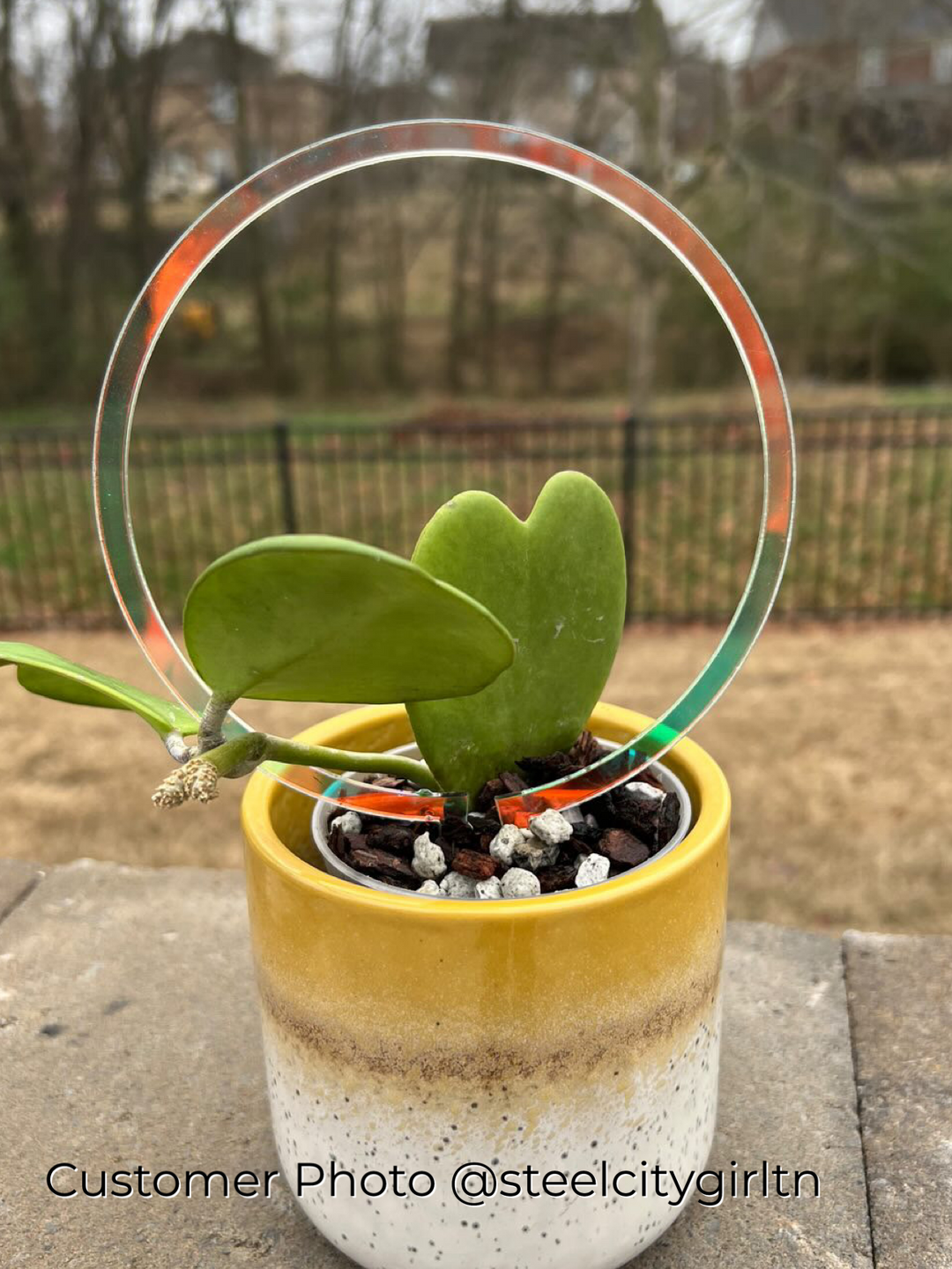 Arka Halo Plant Trellis | Halo Plant Trellis | Propagation Diaries Arka Halo Plant Trellis | Halo Plant Trellis | Propagation Diaries