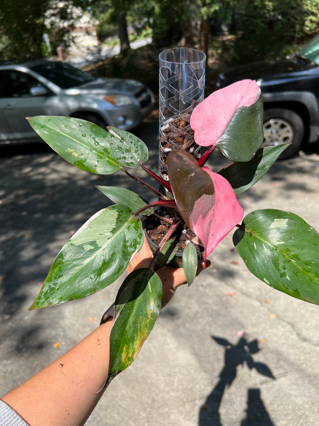 how to support a philodendron CLIMB™ Plant Support Pole