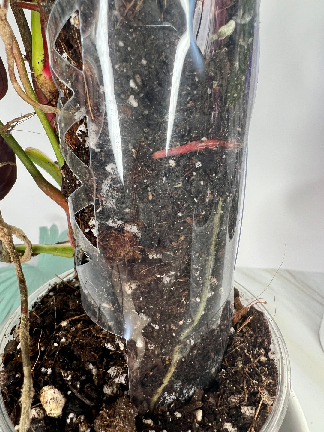 house plant pole Plant Support Pole | Climb Plant Support