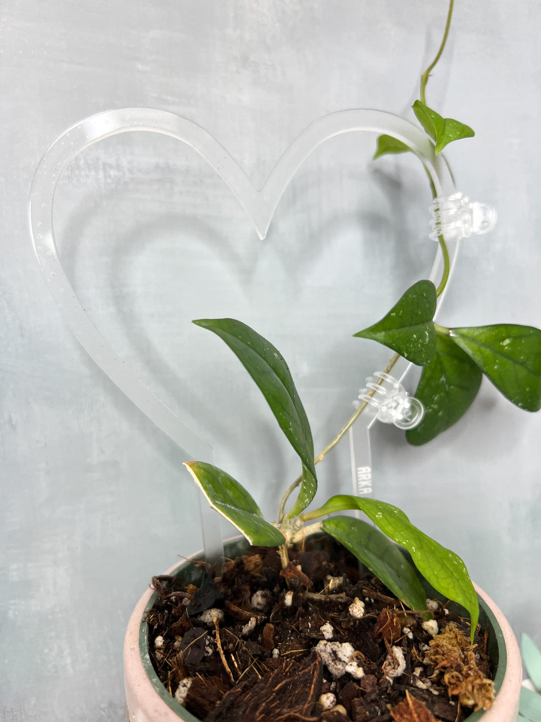 heart trellis for plants Arka Sweetheart Plant Trellis | Sweetheart Plant Trellis