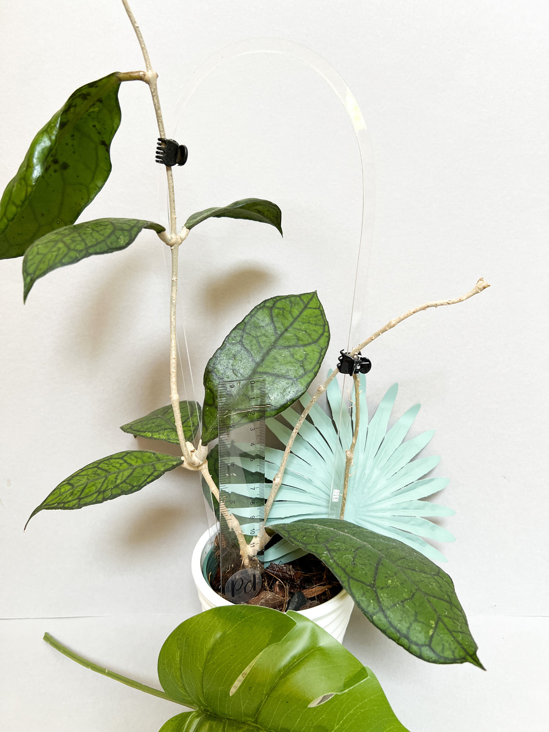 clear plant trellis Arka Medio Trellis | Transparent Acrylic Hoop