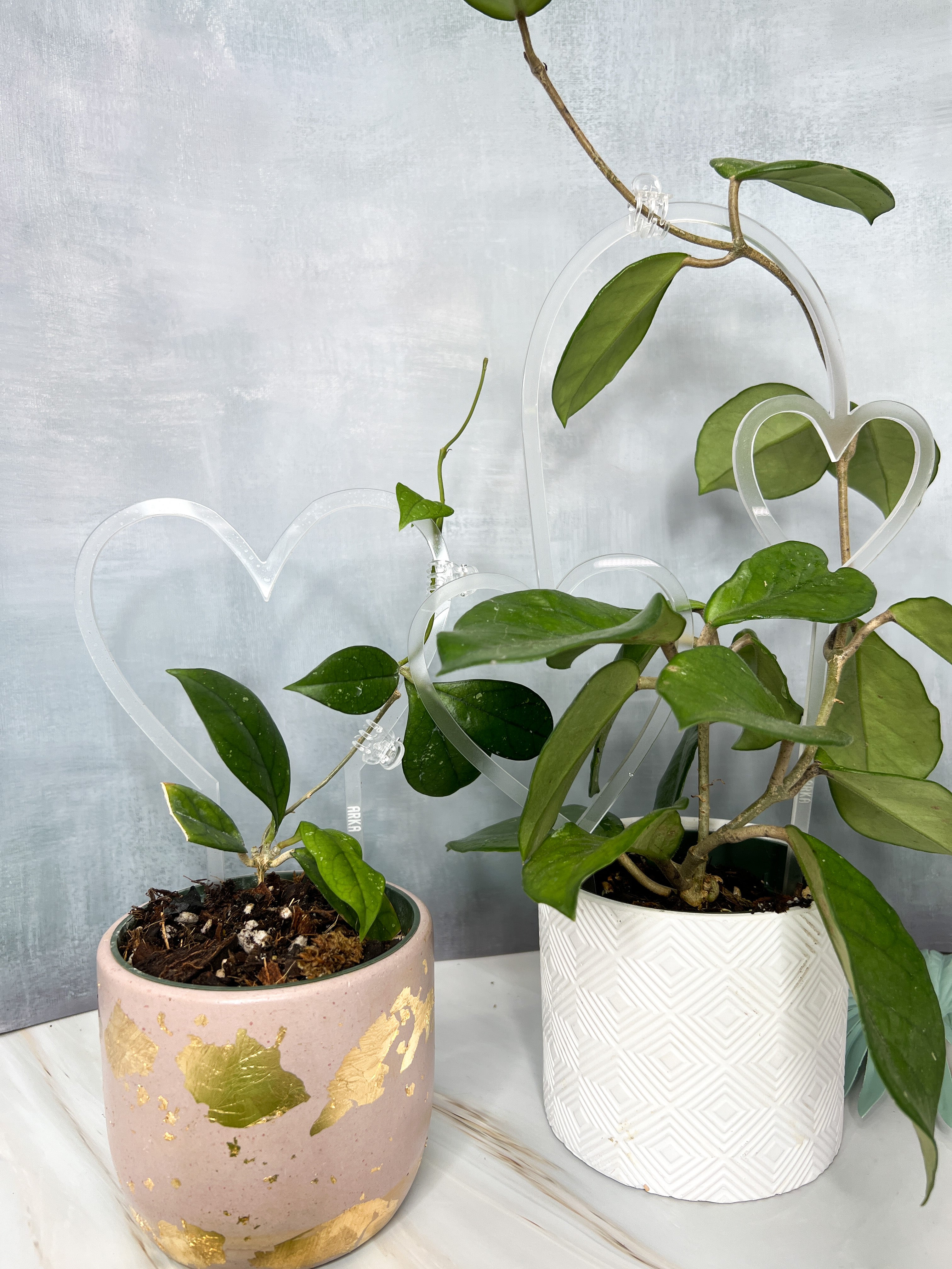 Arka Sweetheart Plant Trellis | Sweetheart Plant Trellis