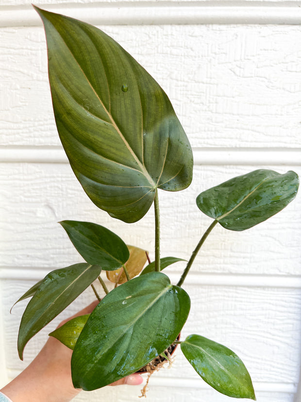 Philodendron Summer Glory (4 inch Pot) *GROWERS CHOICE*