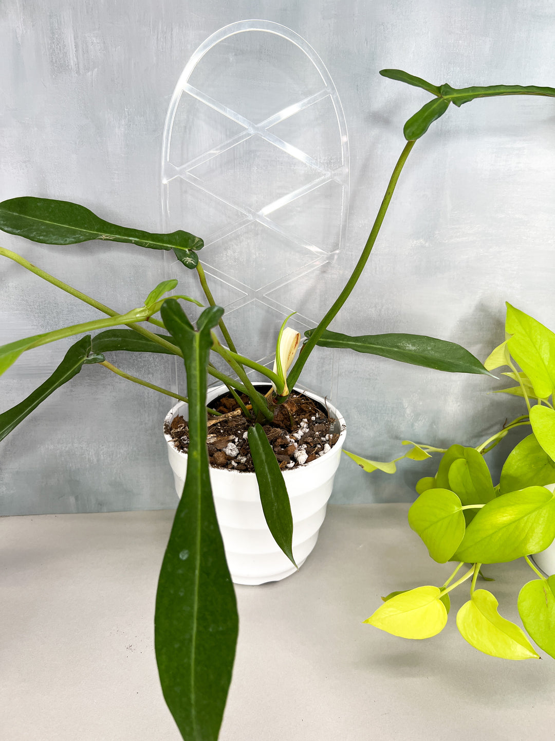 indoor plant lattice Arka™ Lattice Trellis – Propagation Diaries