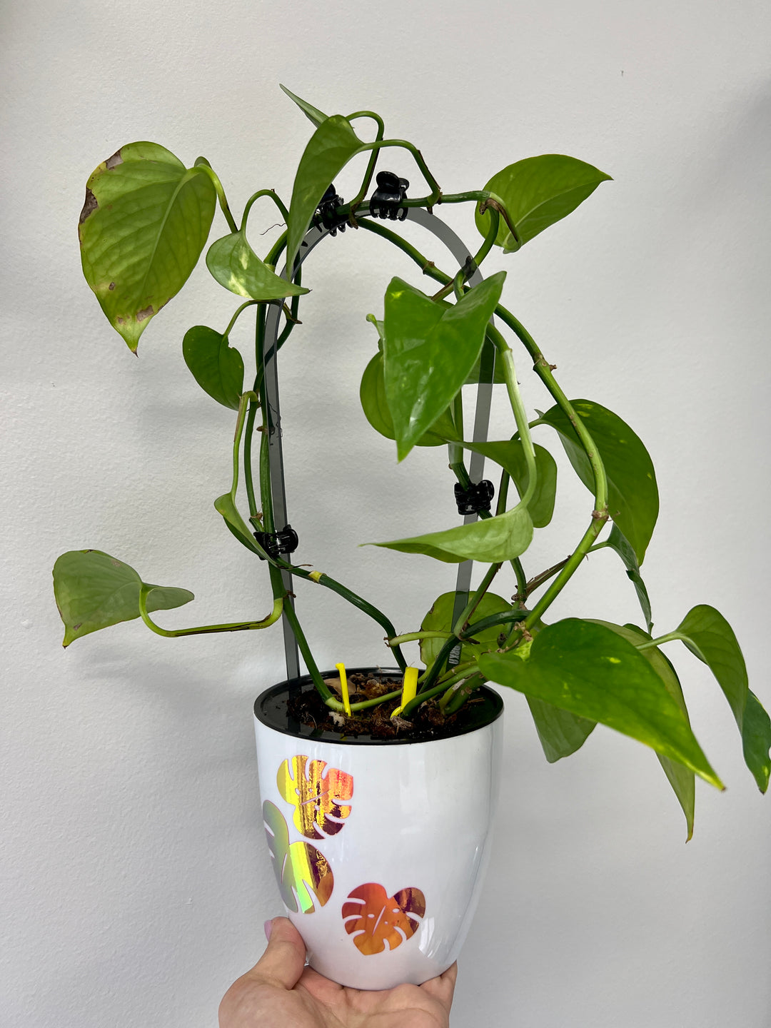 ivy plant trellis Arka Original Trellis | Original Trellis