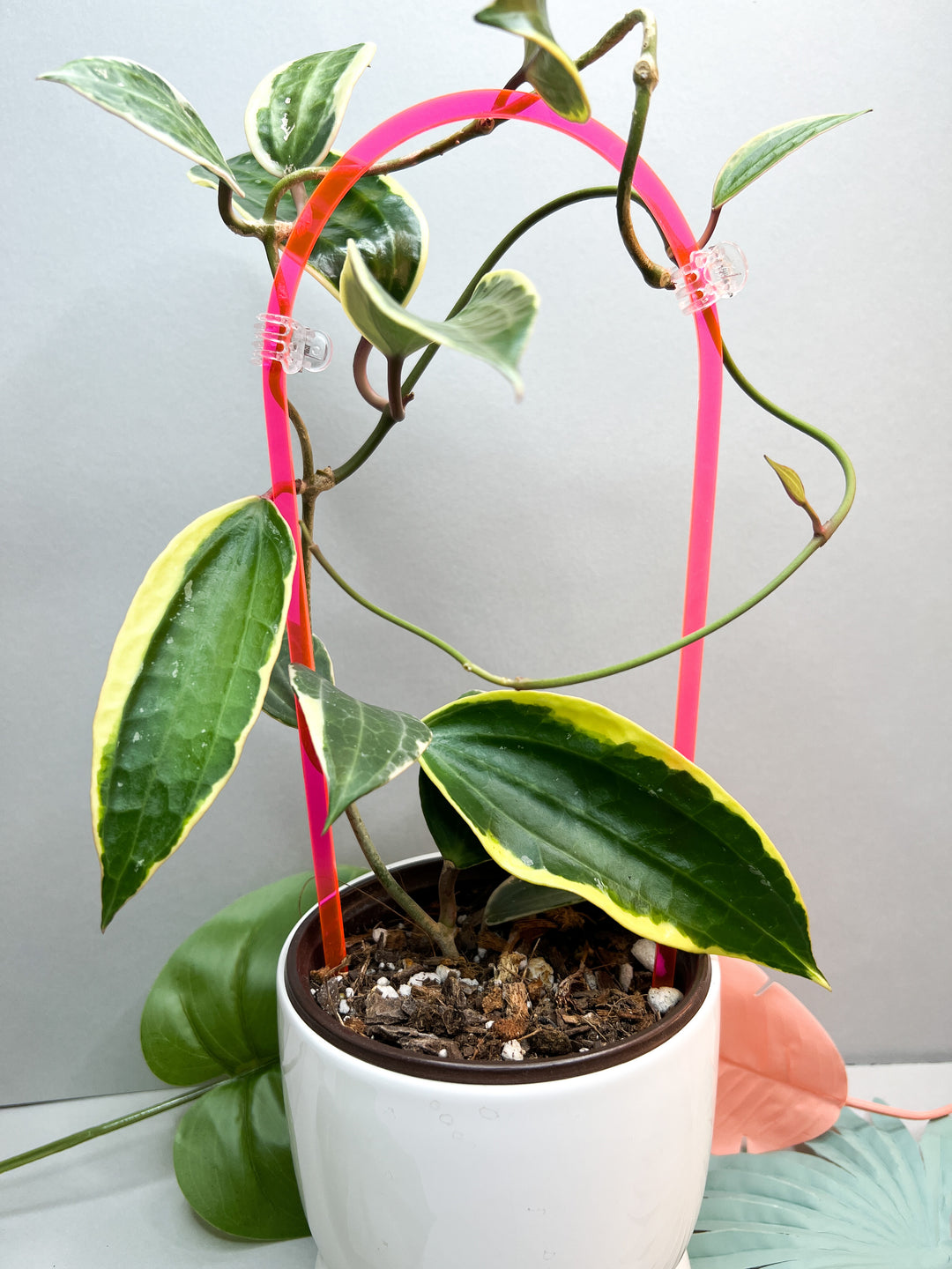 plant trellis for sale Arka Original Trellis | Original Trellis