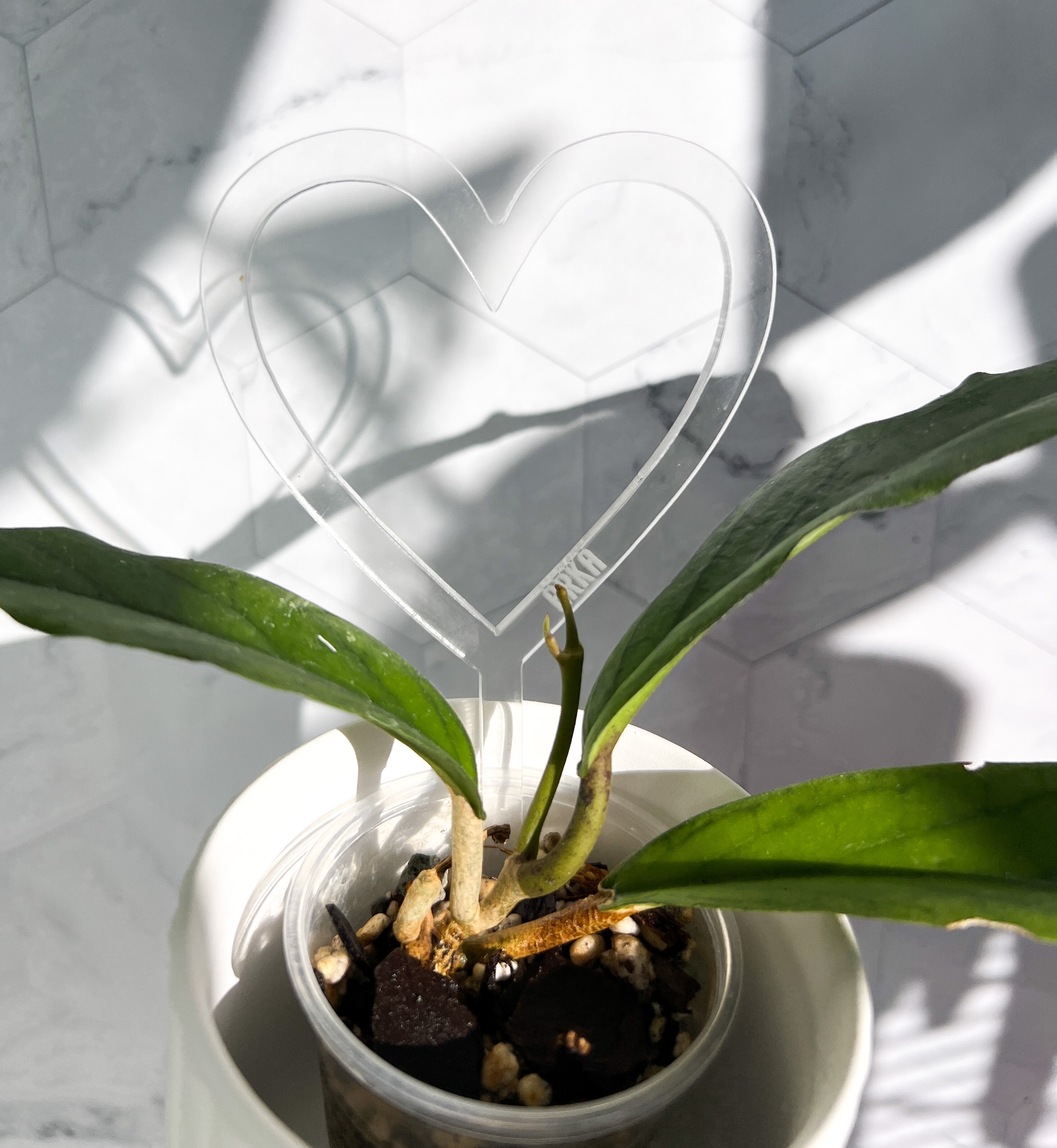 Arka Love Plant Stake | Love Plant Stake | Propagation Diaries